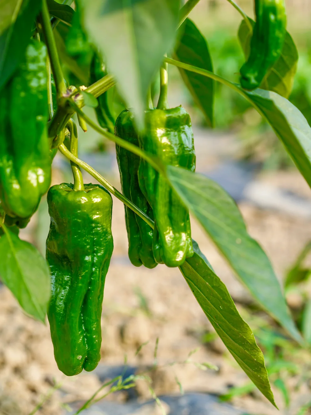 田园夏趣?乌村，让夏天的记忆不只有冰淇淋