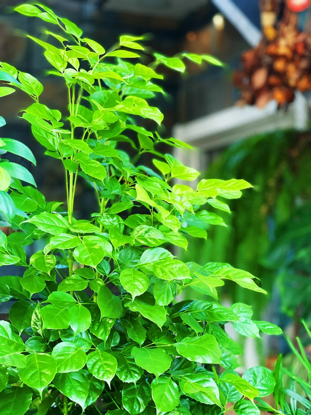 9m²小森林｜跟大家聊聊我家阳台的植物选择