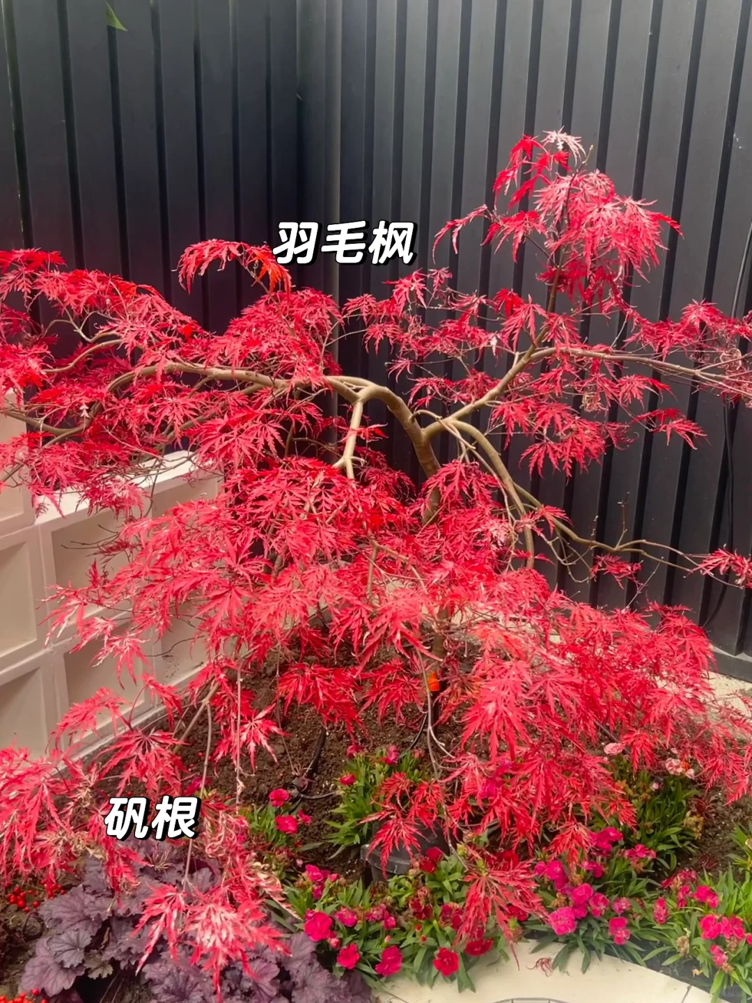 ?花园植物搭配｜普通人自己买植物装的花园