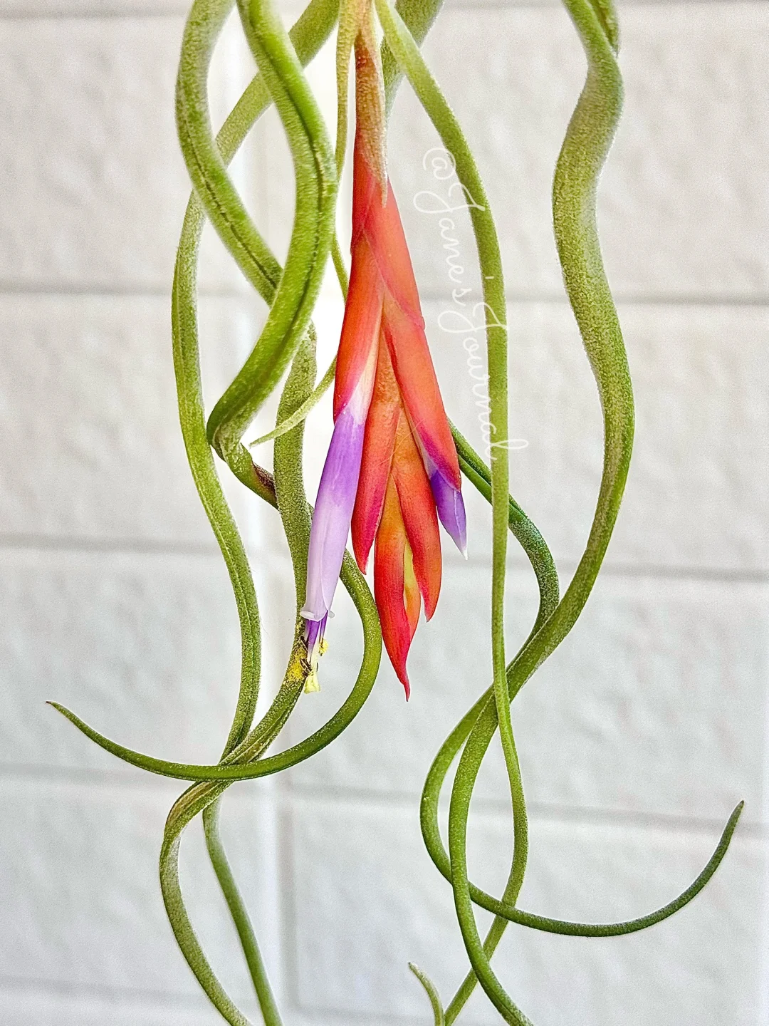 “水母”来家2年，第一次开花☺️