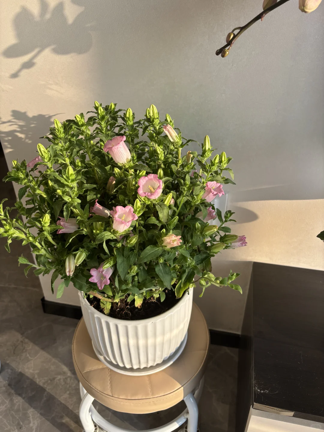 真的是开花机器～