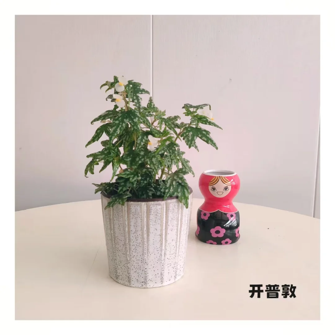 石家庄一株小绿植物摄影?合集～