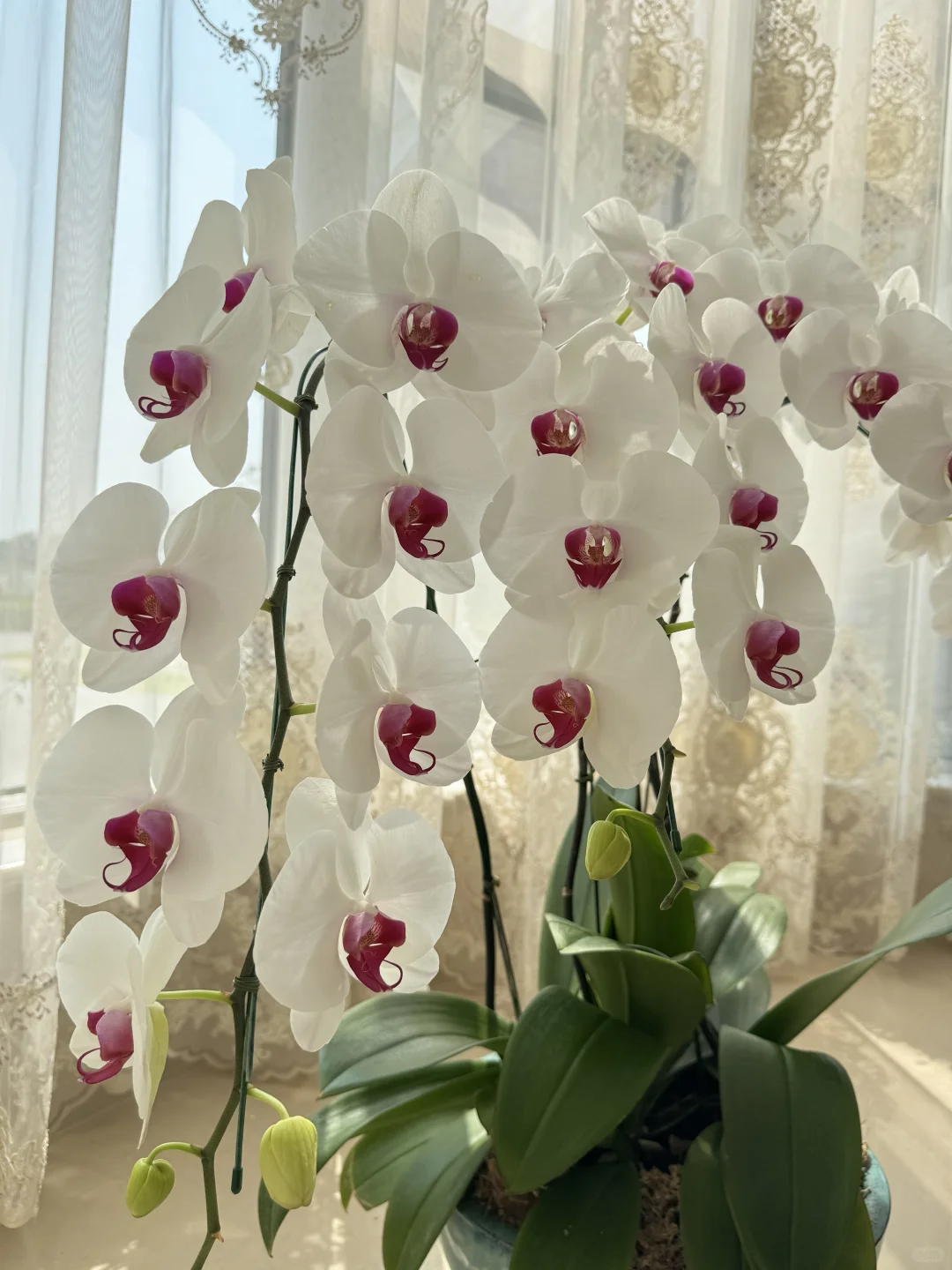 养兰花的尽头是蝴蝶兰