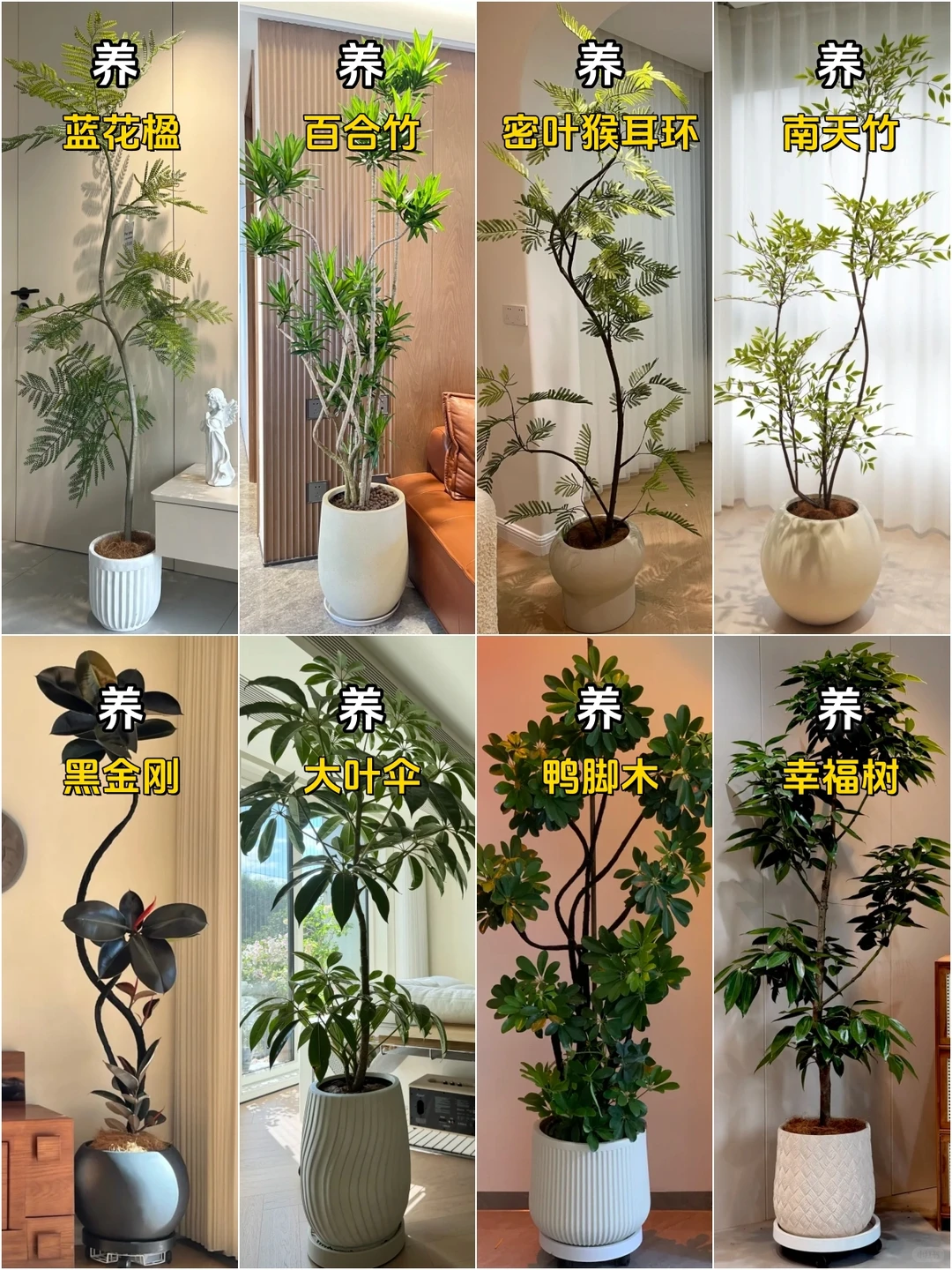 想养好网红客厅绿植？这几种劝你千万别碰！