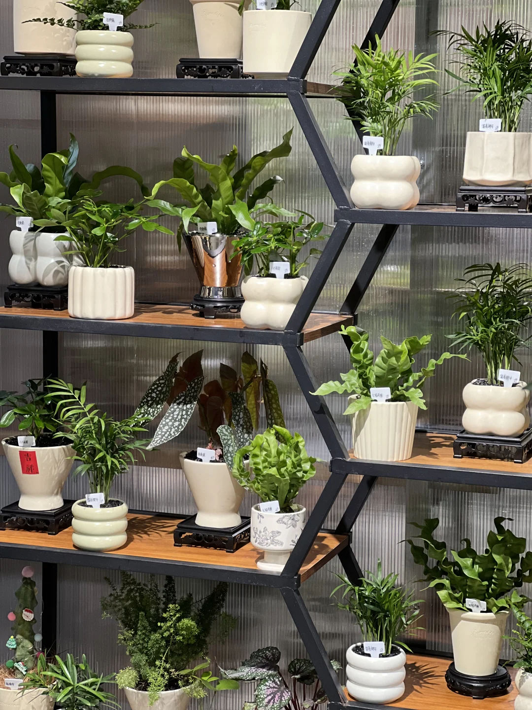 绿植店丨开家绿植店