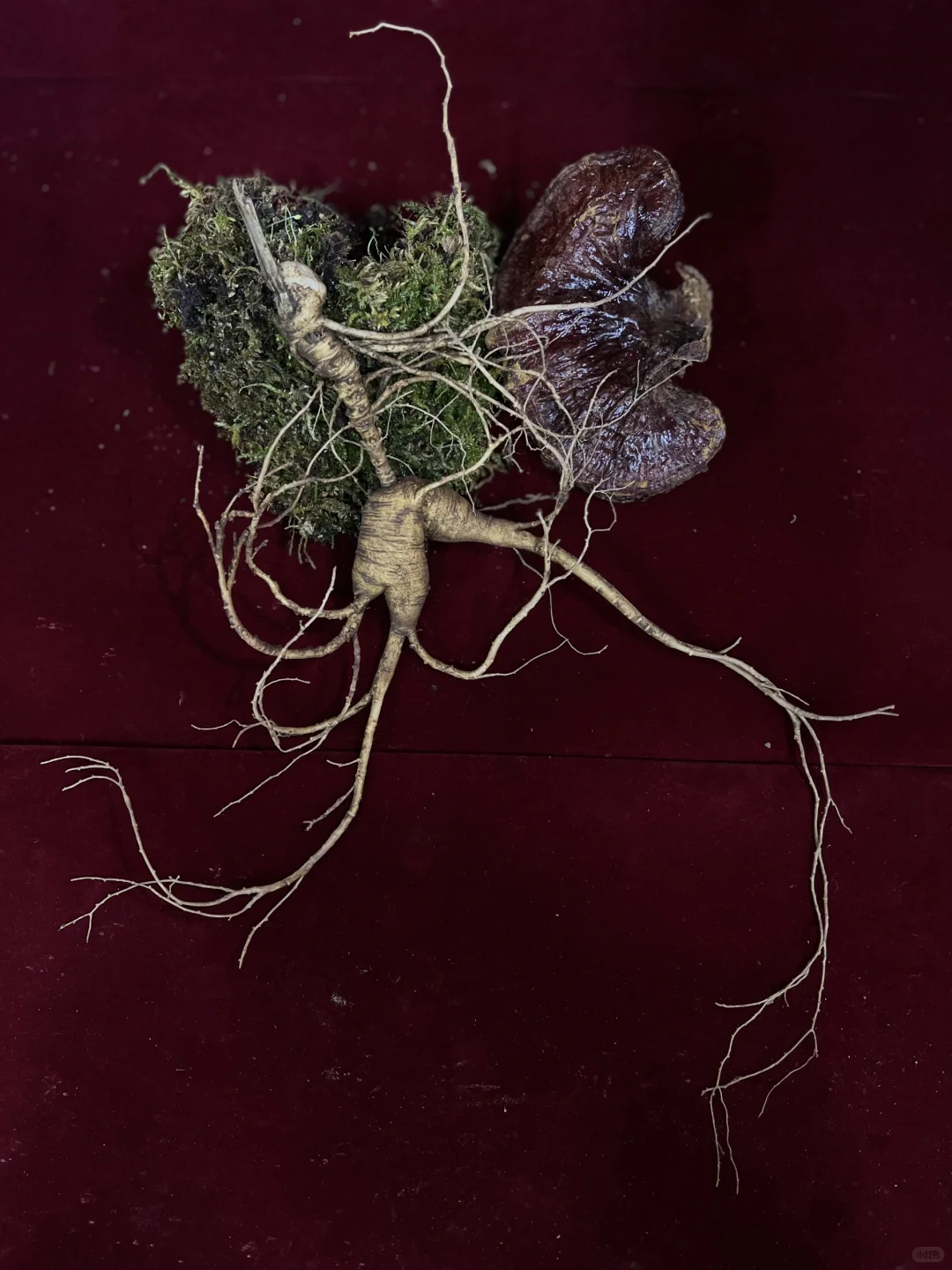 辨别林下籽参的方法