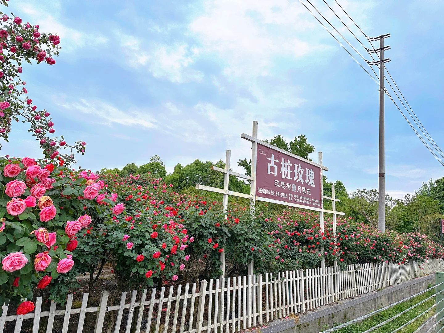 发现一片超美的玫瑰花园