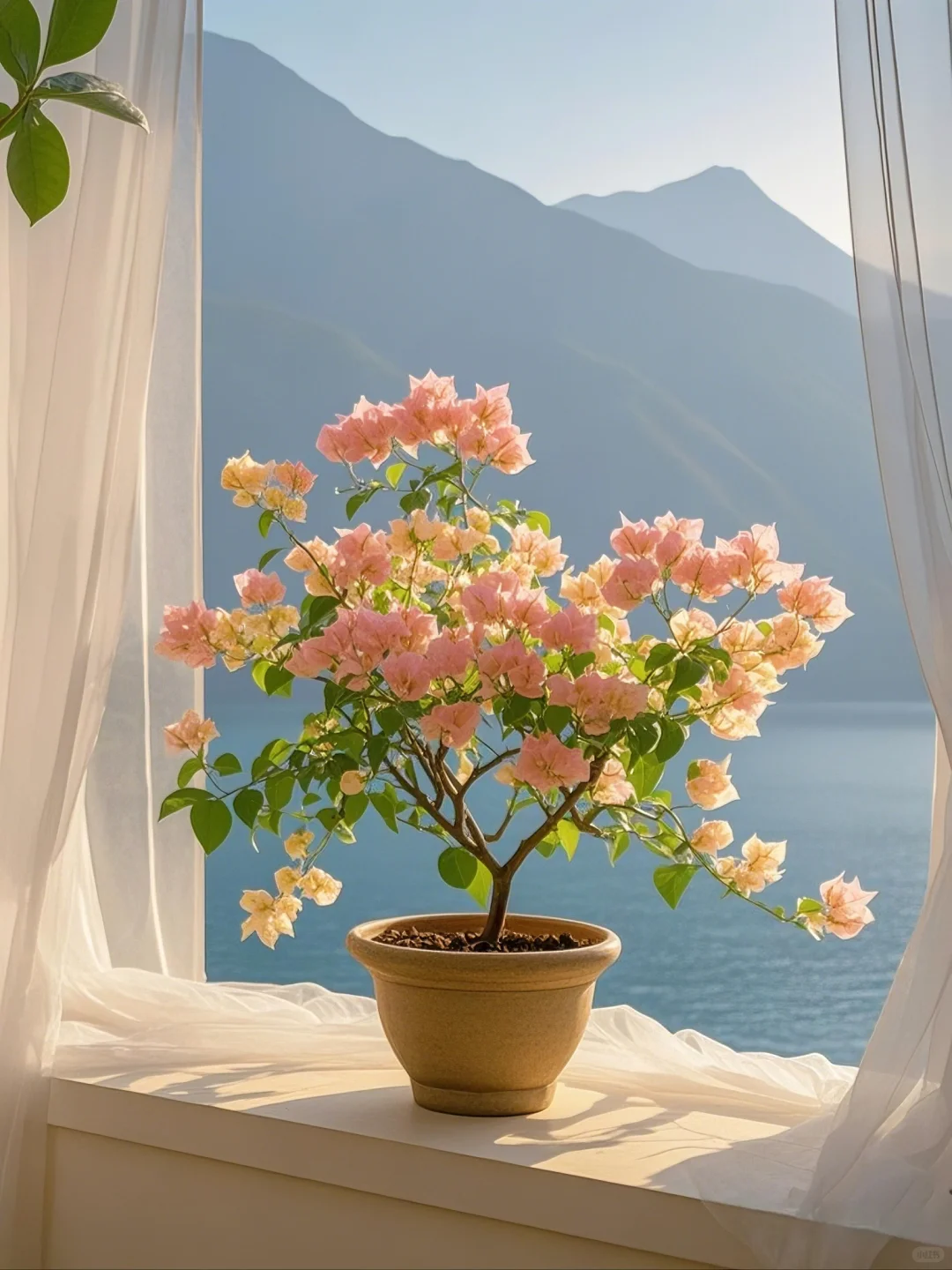 三角梅养护秘诀：告别“只长叶不开花”