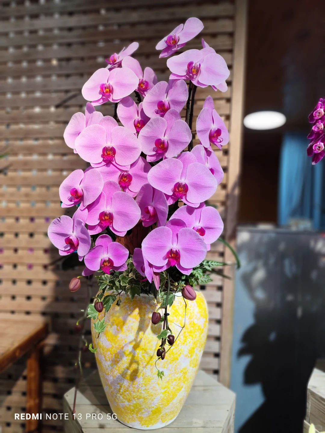 靚到Dum一聲@香港??蝴蝶兰?