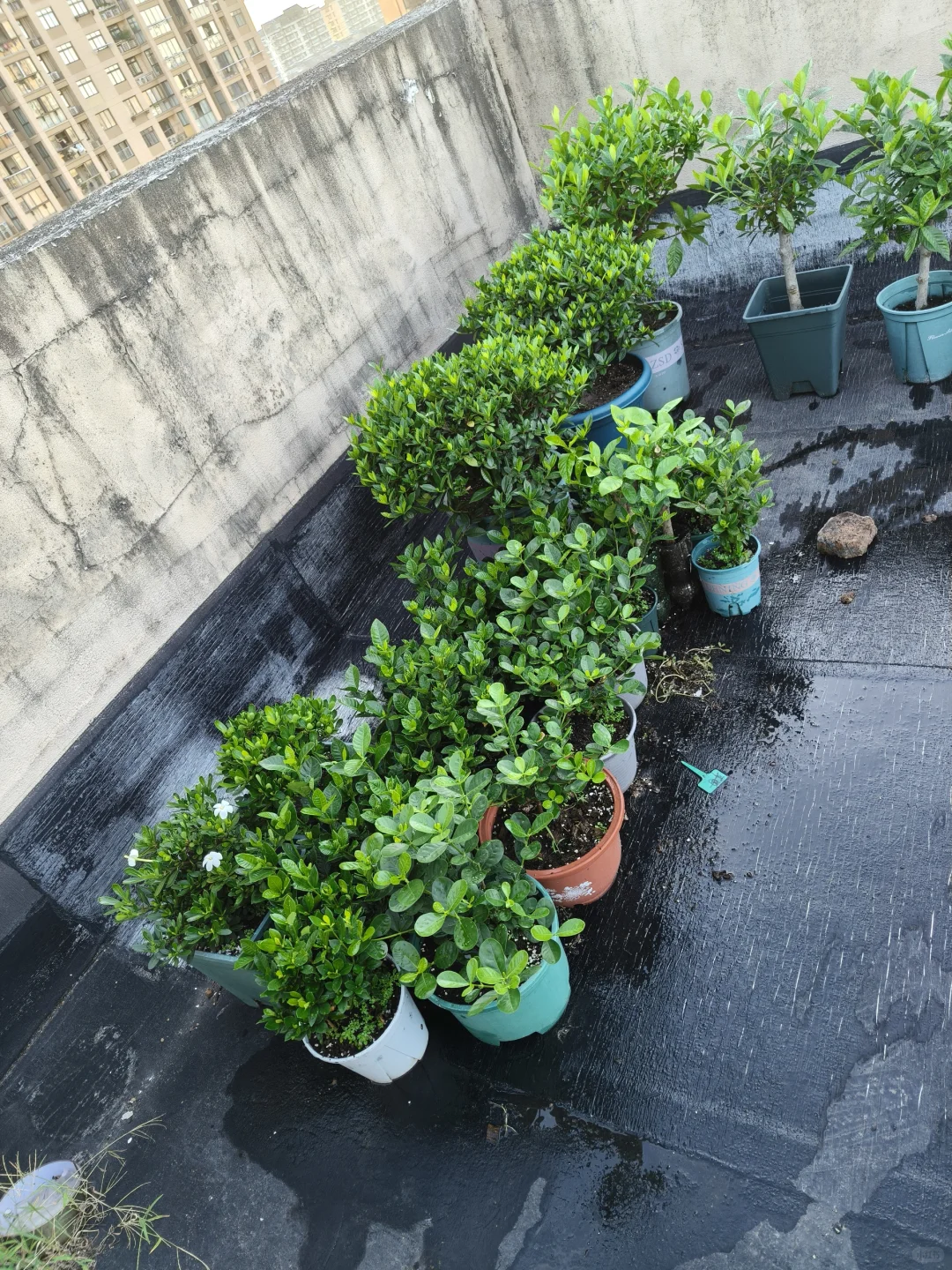 到底是谁，把栀子花养?这么绿