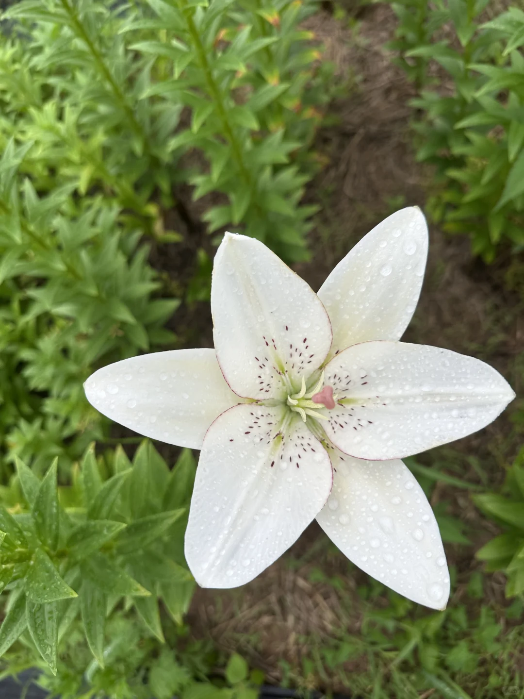 你们慢点开，我卖不过来啊