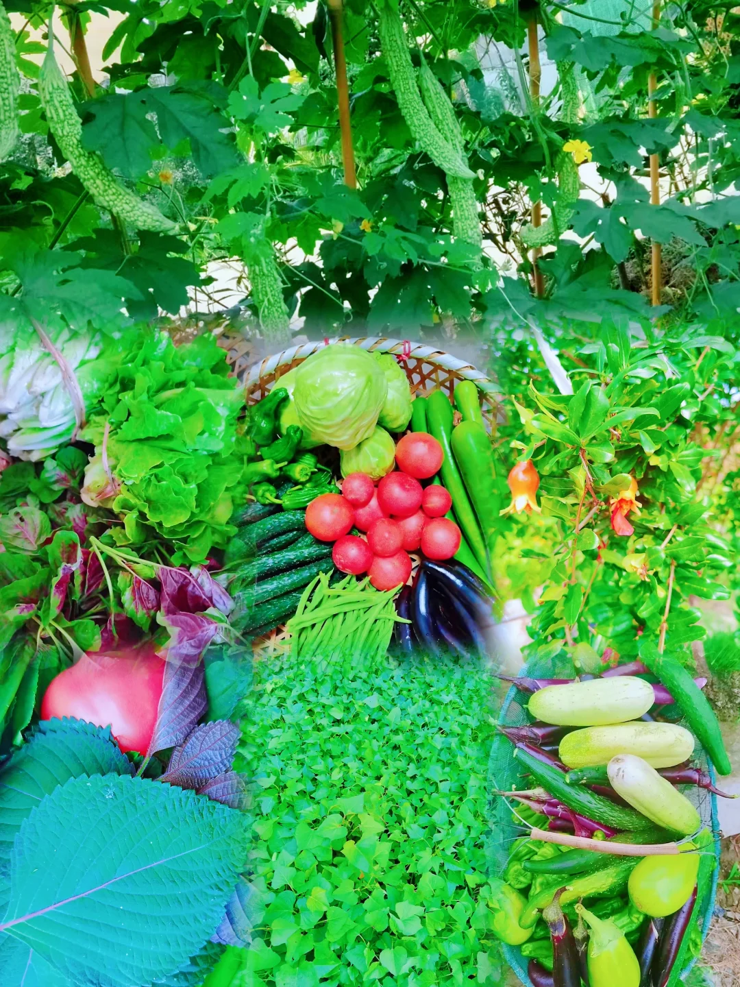 蔬菜品种合集???????