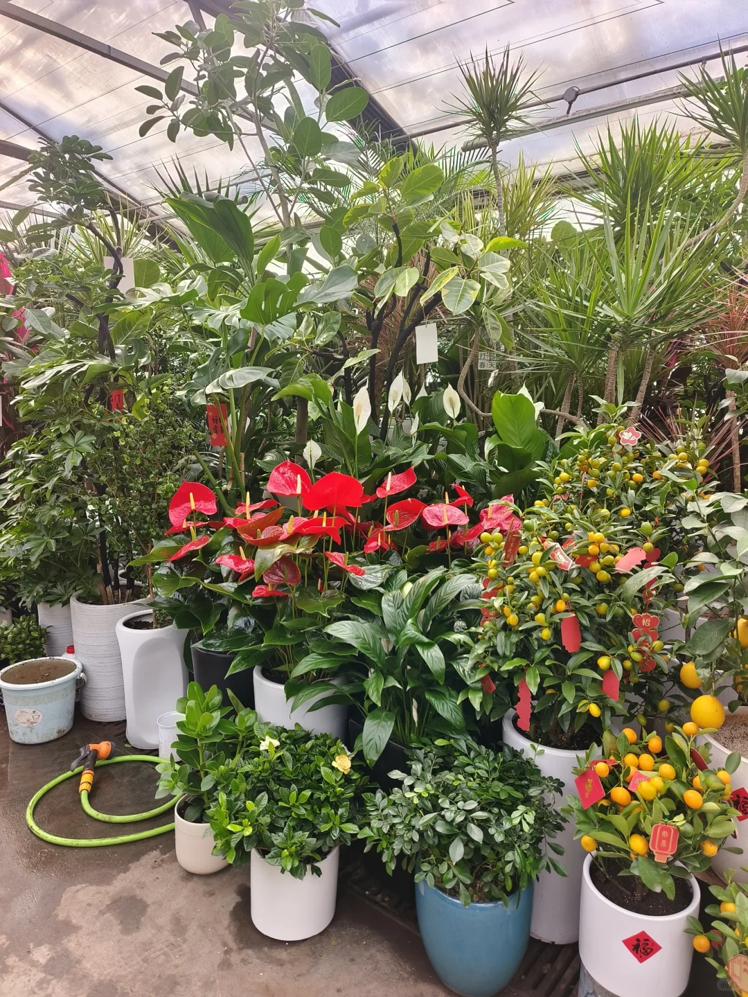 年宵花到新啦❤️乌鲁木齐绿植