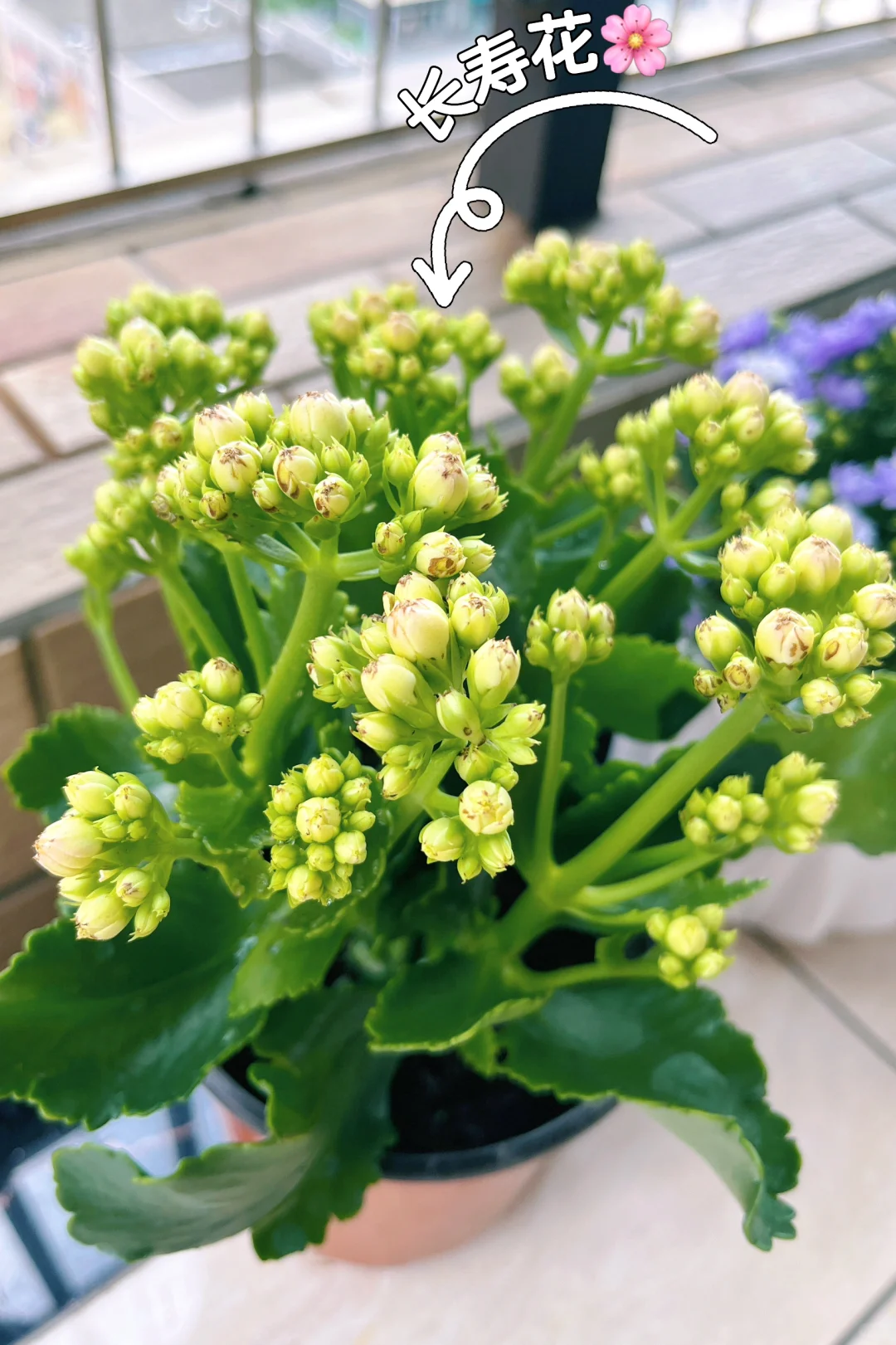 养花小白要开始入坑了