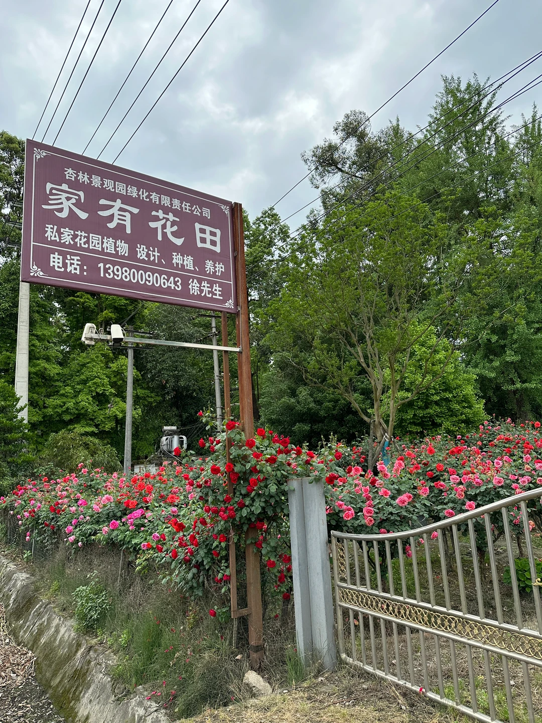 发现一片超美的玫瑰花园