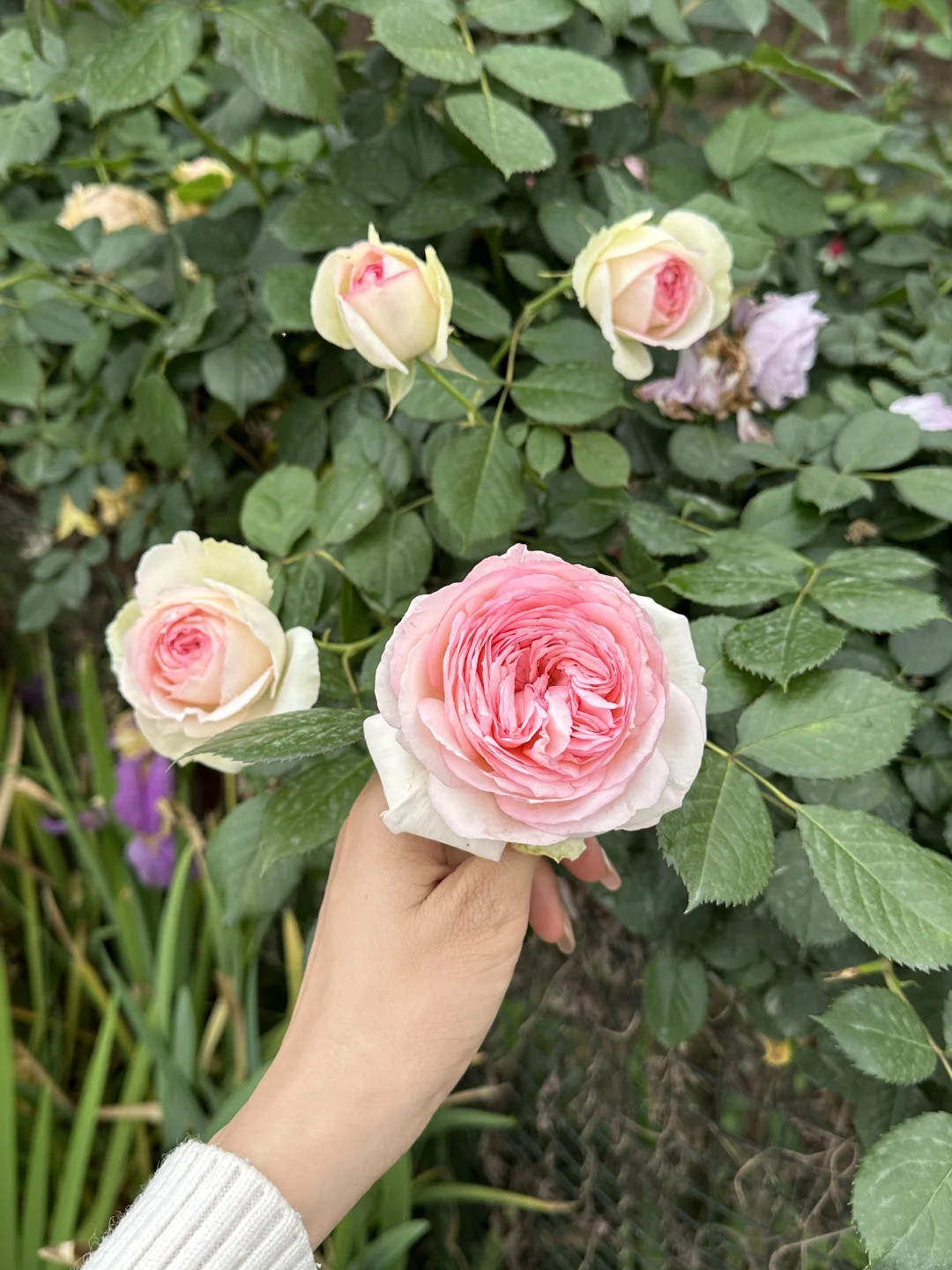 发现一片超美的玫瑰花园