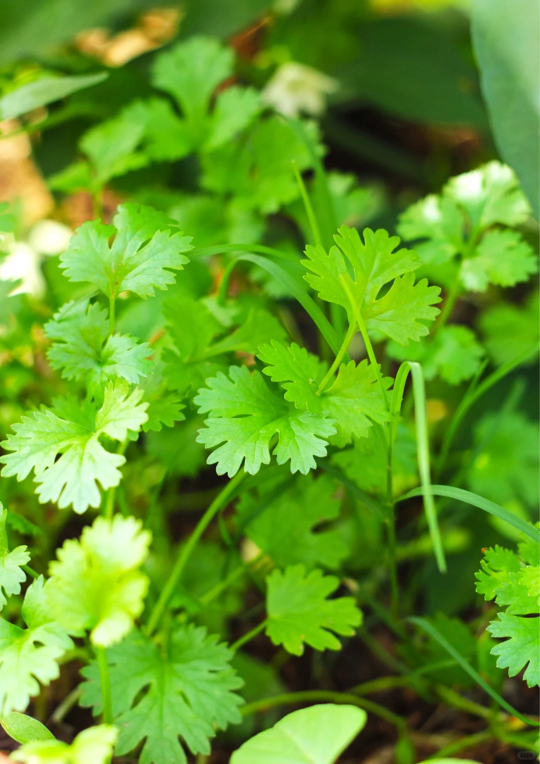 北京农场四季蔬菜不间断，冬季采摘不停歇！