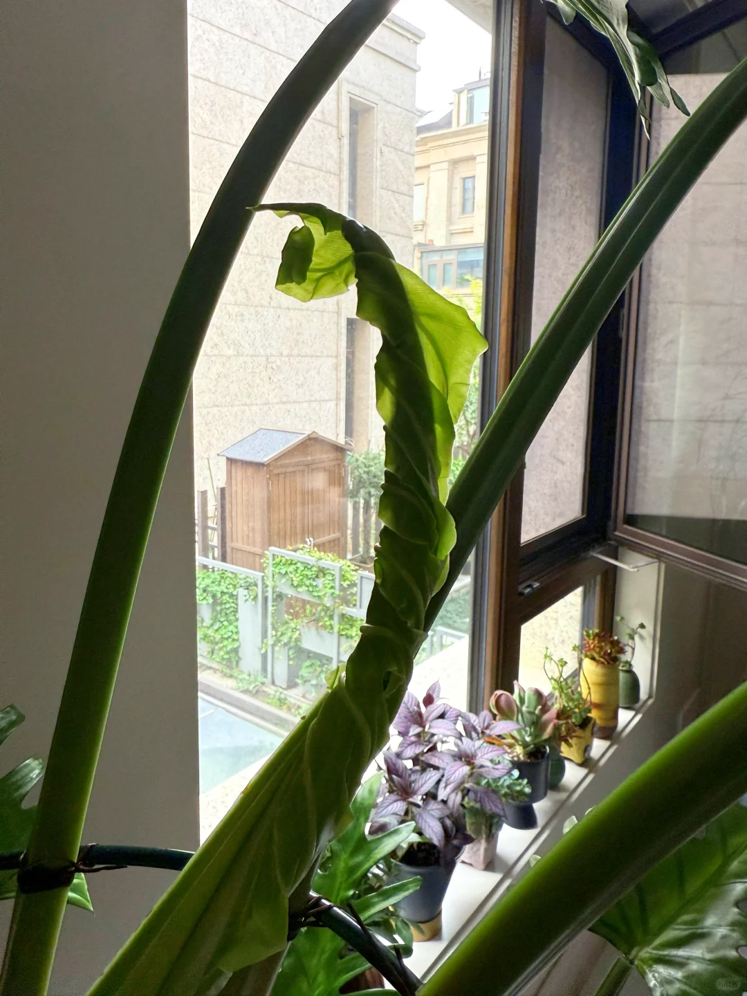 爱死了这旺盛的生命力！