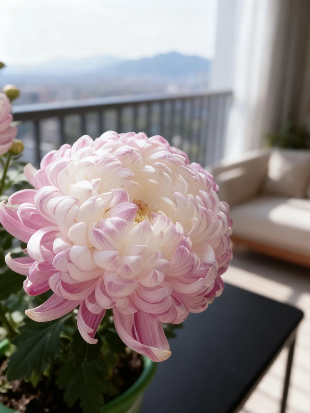 网购菊花大成功！10天爆花惊到我了