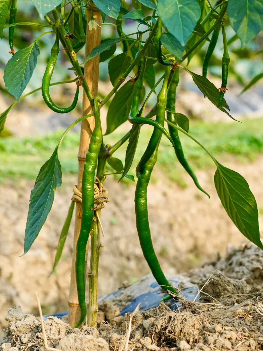 田园夏趣?乌村，让夏天的记忆不只有冰淇淋