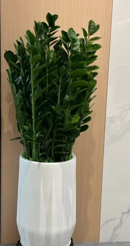 办公室必备的8️⃣款绿植☘️