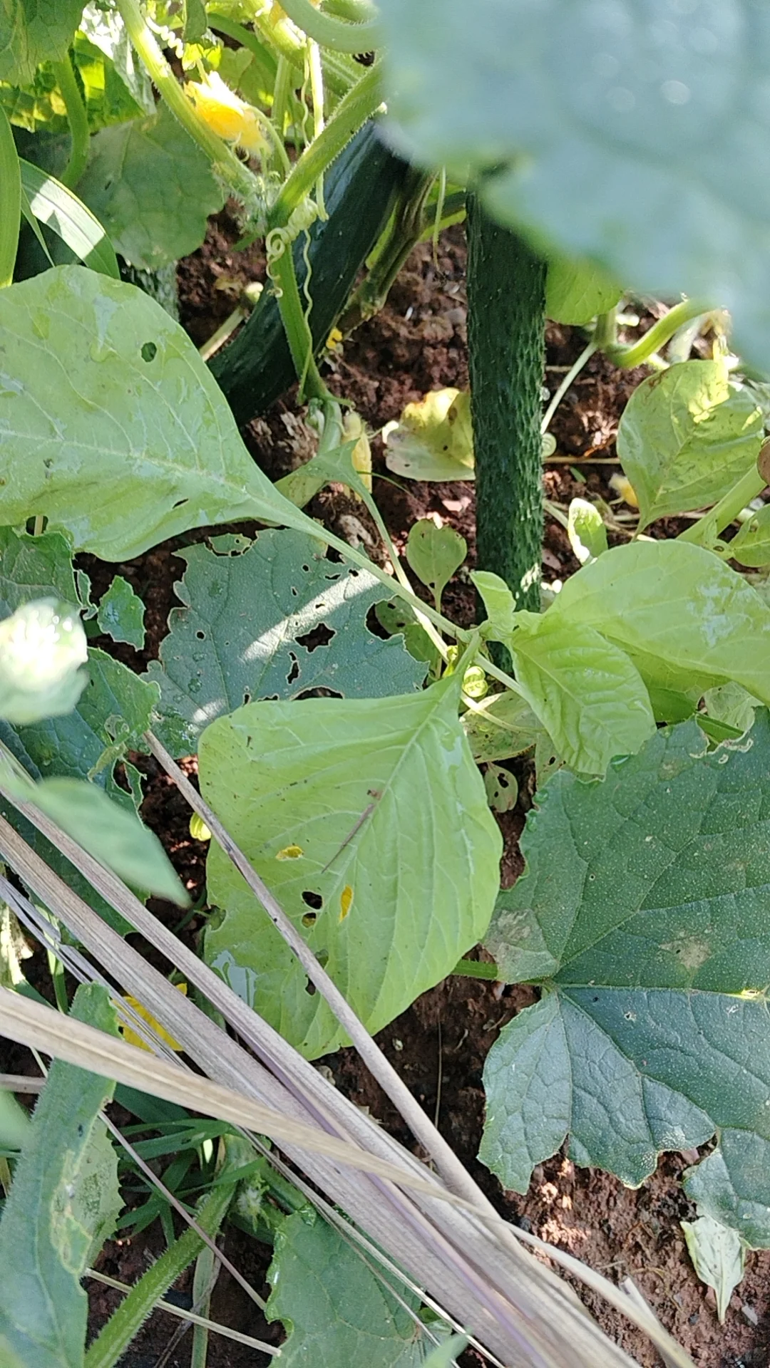 我的乡村生活菜地