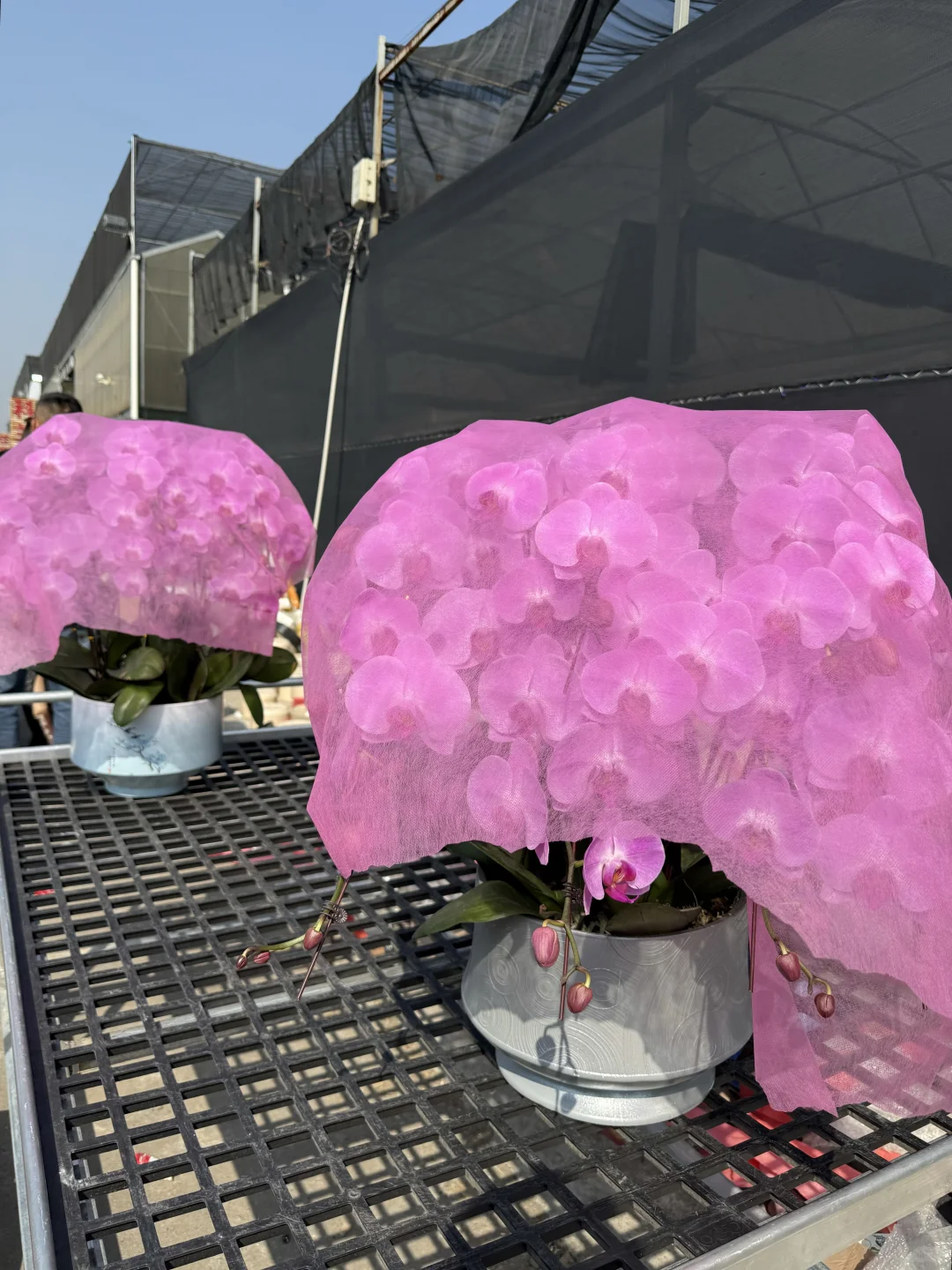 连盆十株230 ?顺德陈村蝴蝶兰下车！附地址~