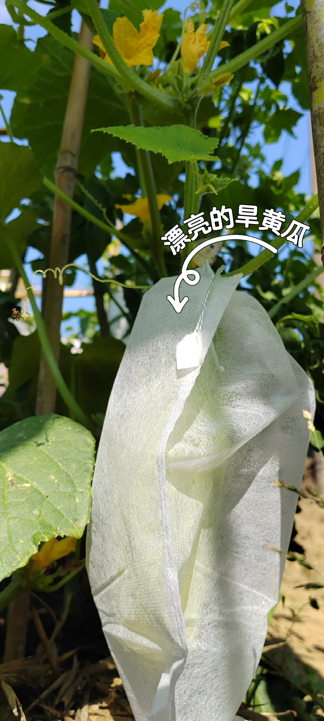 春天播种的蔬菜，夏天也是丰收的季节