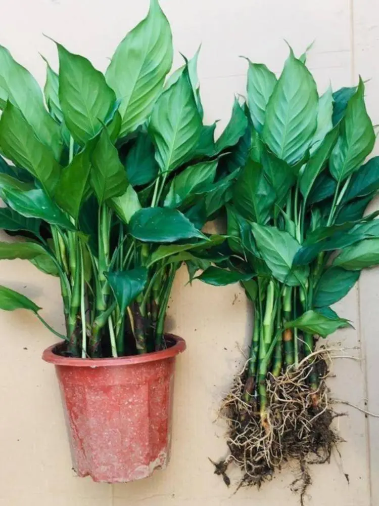 万年青盆栽?养不死的大型客厅绿植