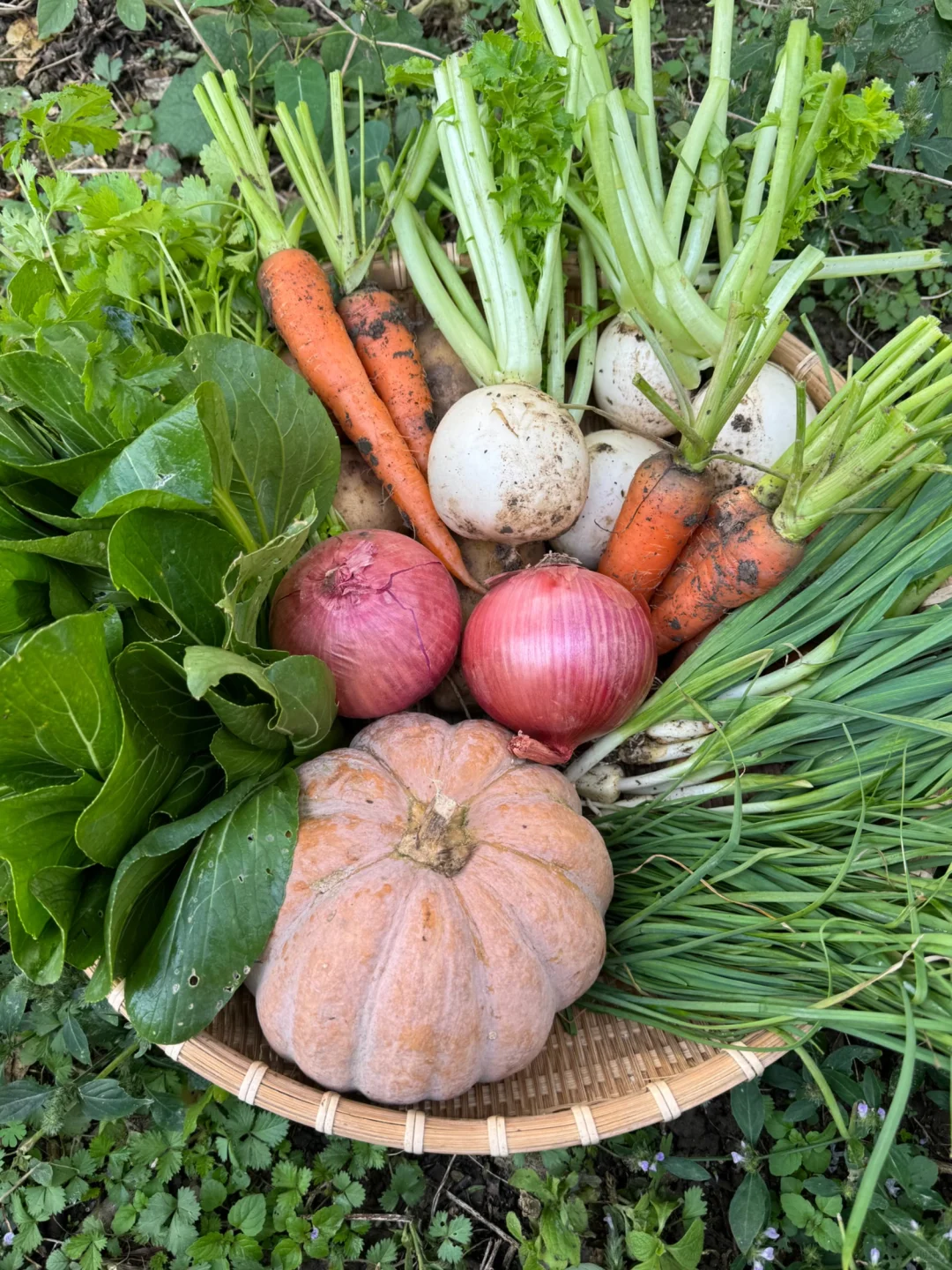 从菜地到菜篮！