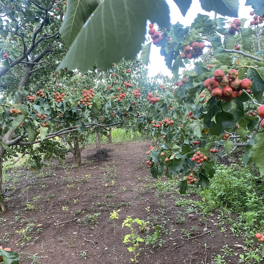 丑丑的农家山楂干！这才是农产品该有的样子