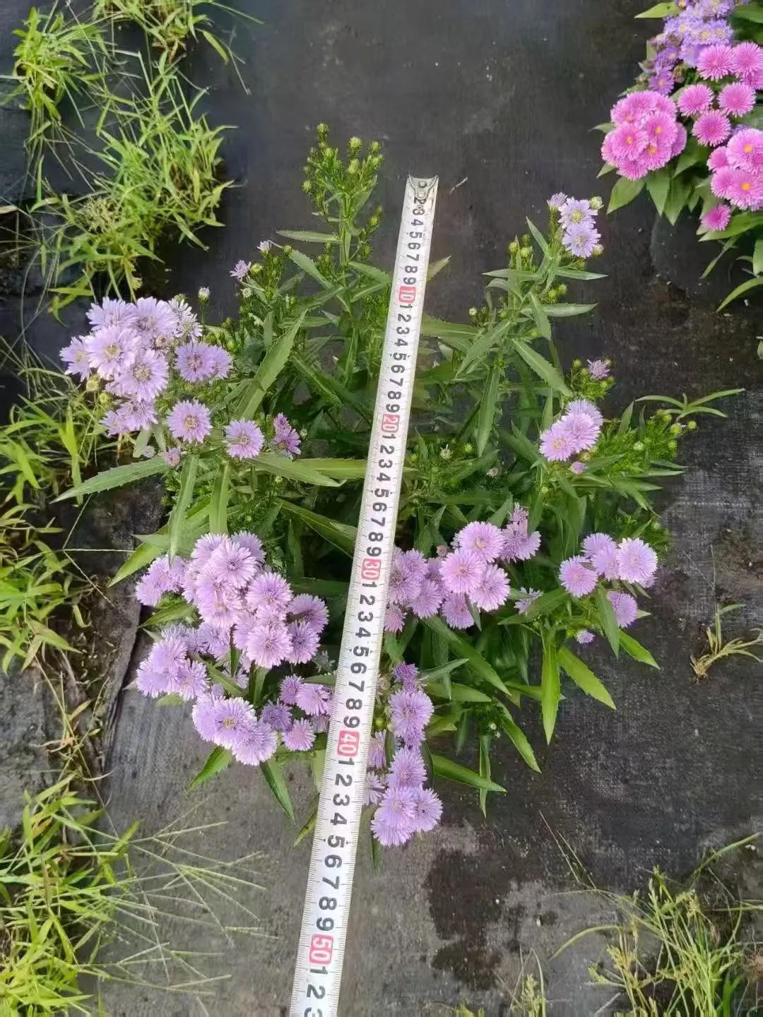 【苗木～紫菀】