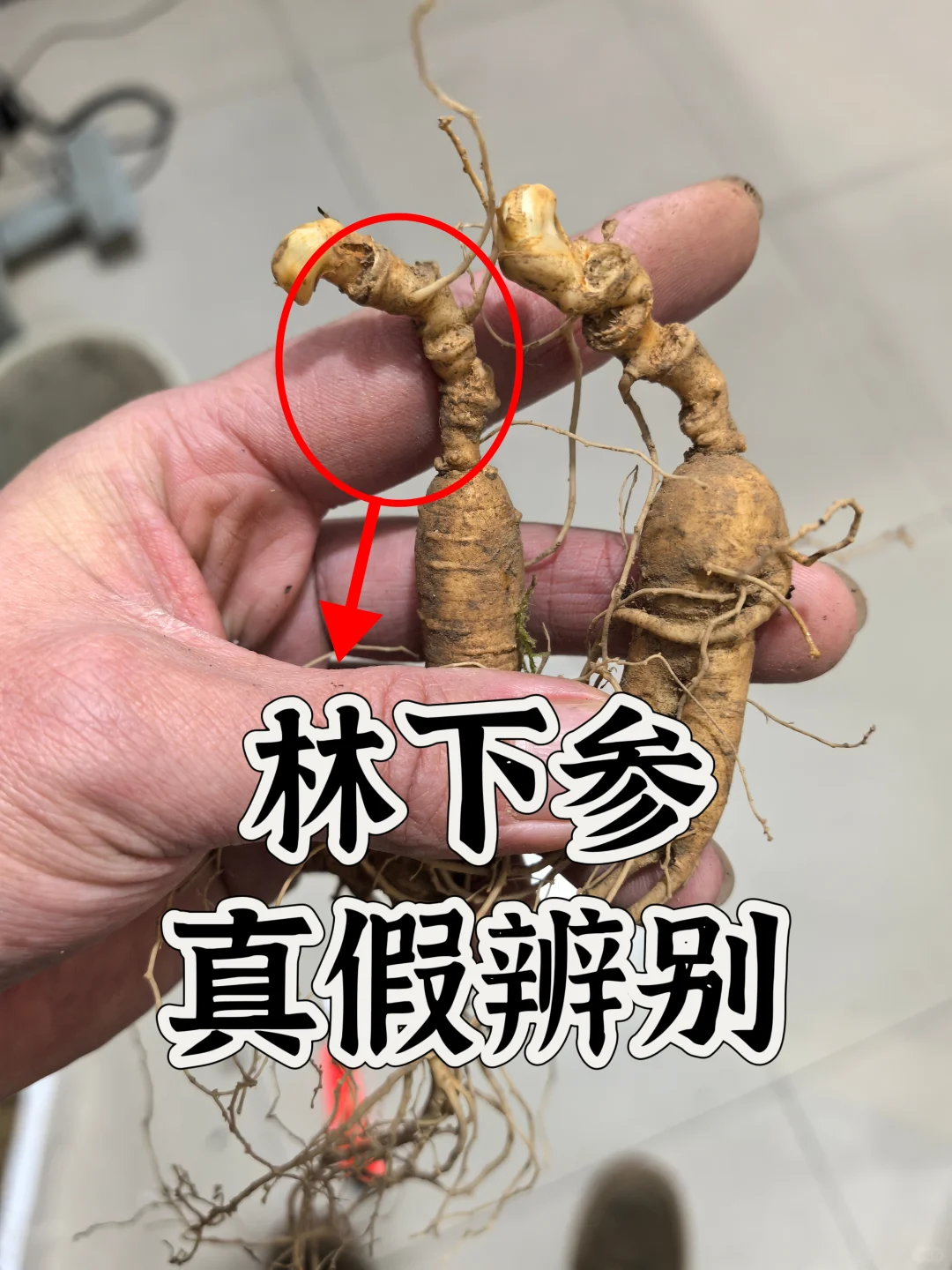 林下参真假辨别