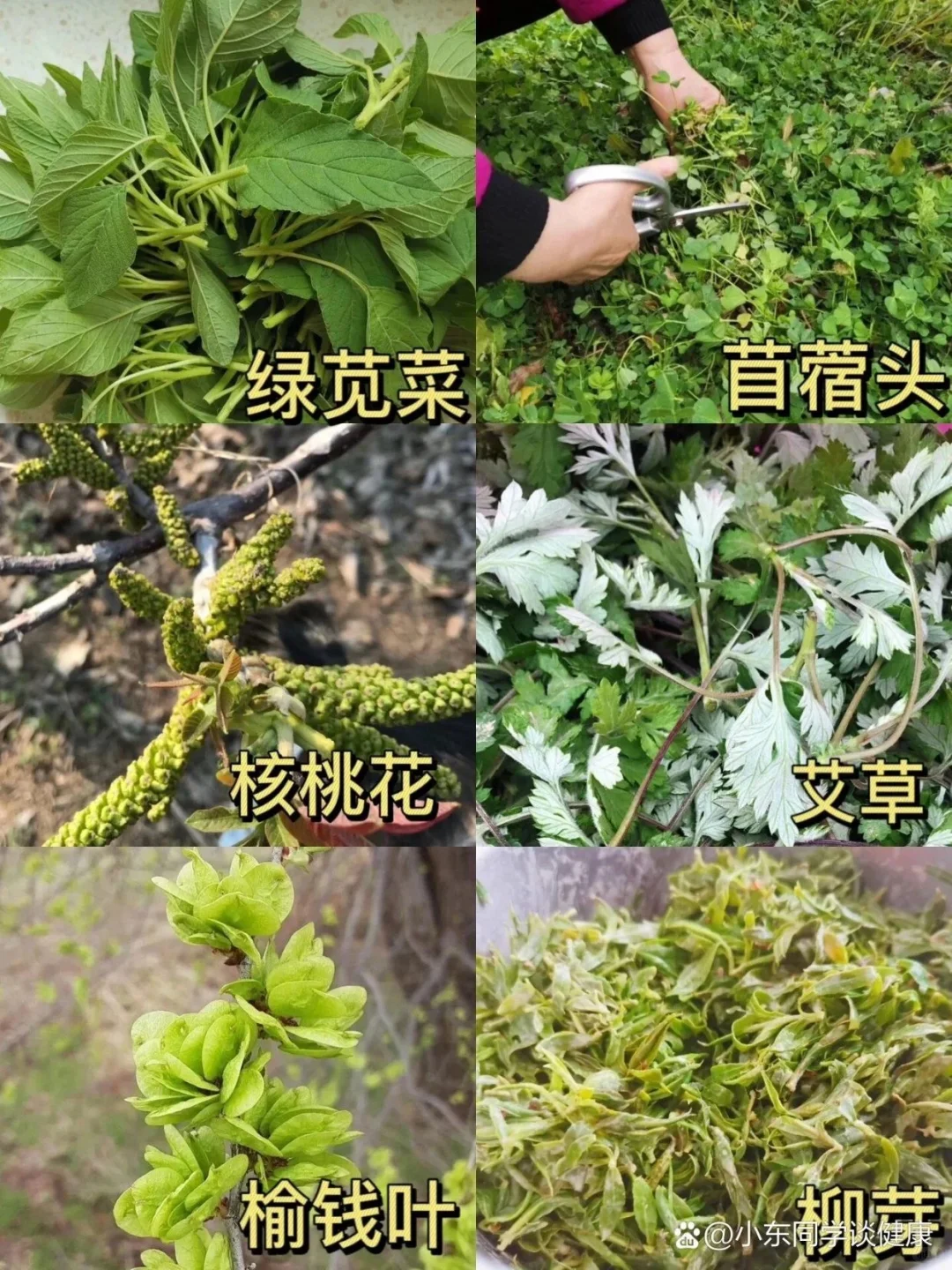 教你认识果蔬part2