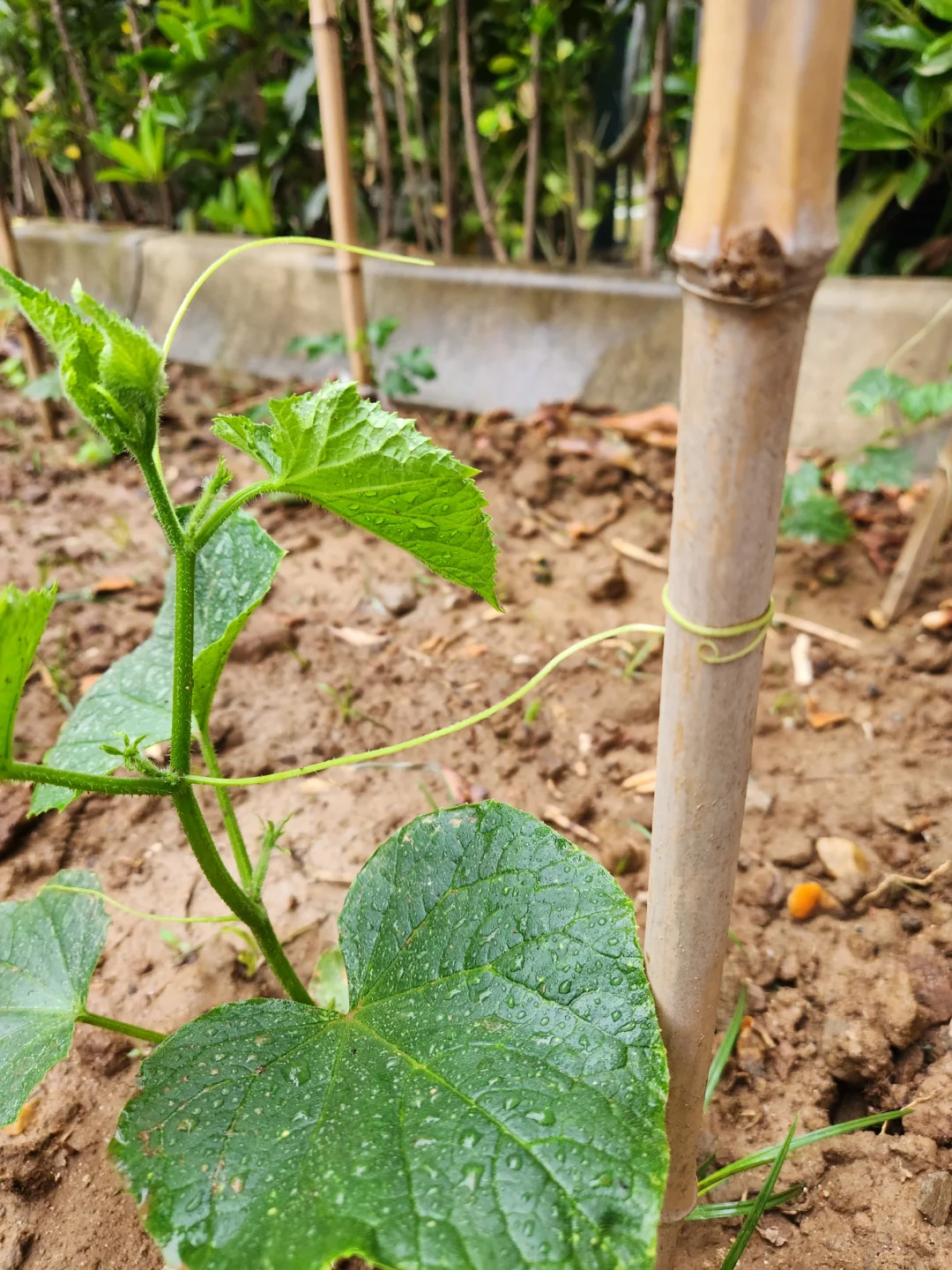 种点喜欢吃的蔬菜