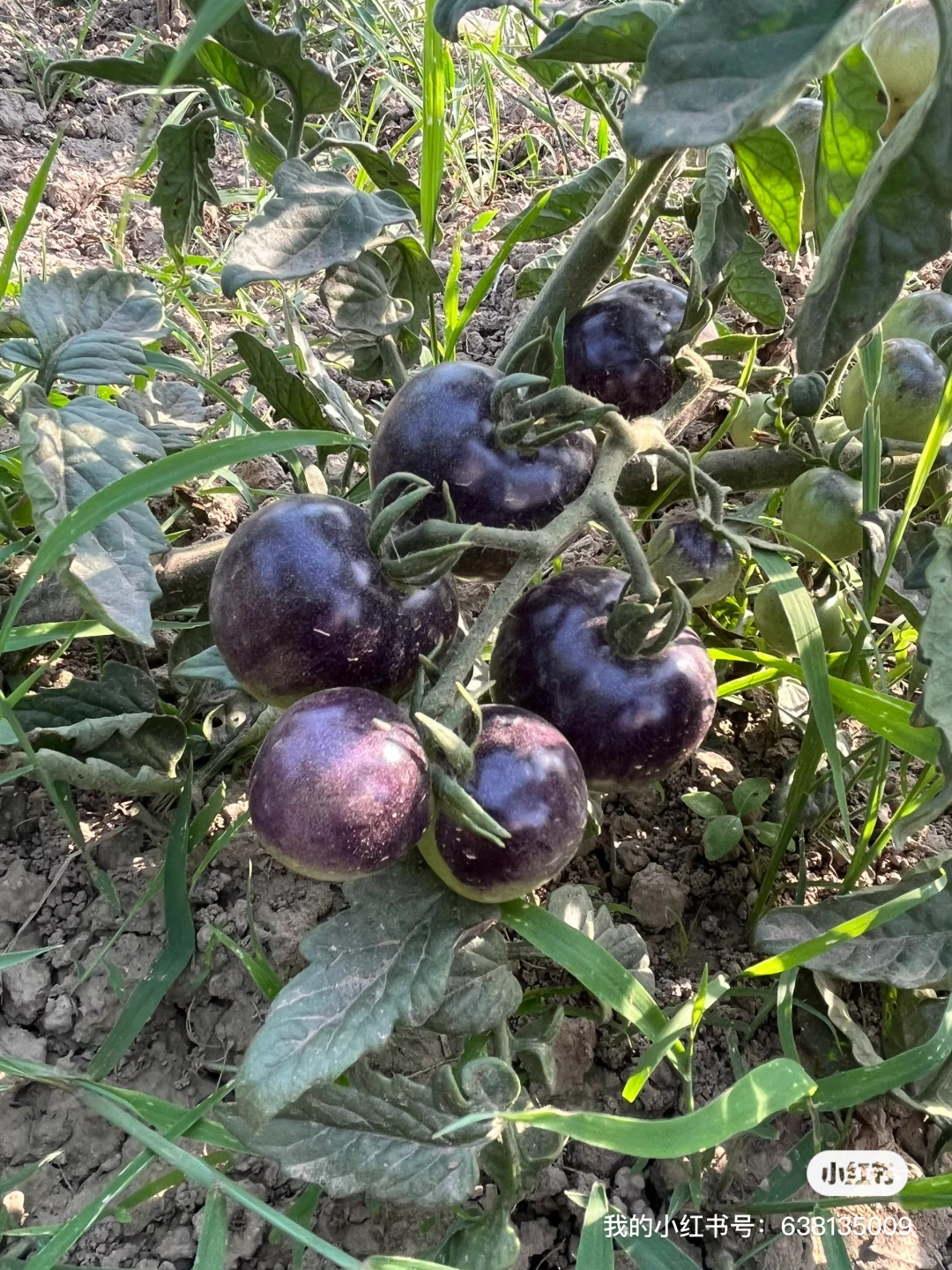 小菜园的菜涨势喜人啊?