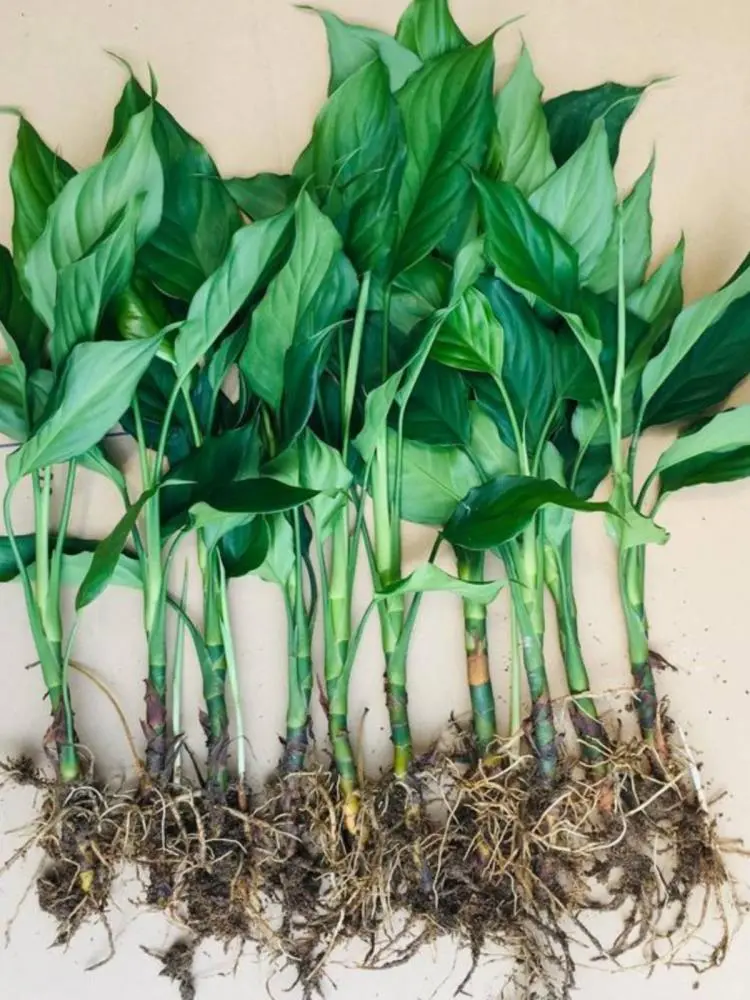 万年青盆栽?养不死的大型客厅绿植