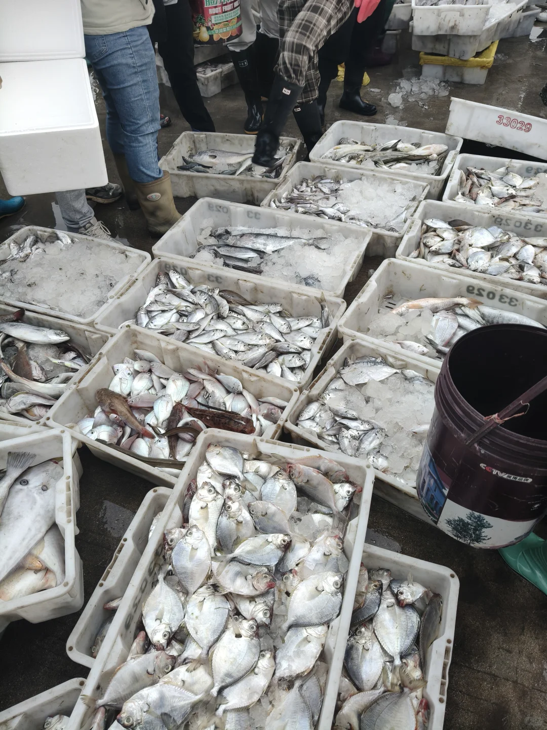 陵水本地人狂推❗️免费带买海鲜+自家加工