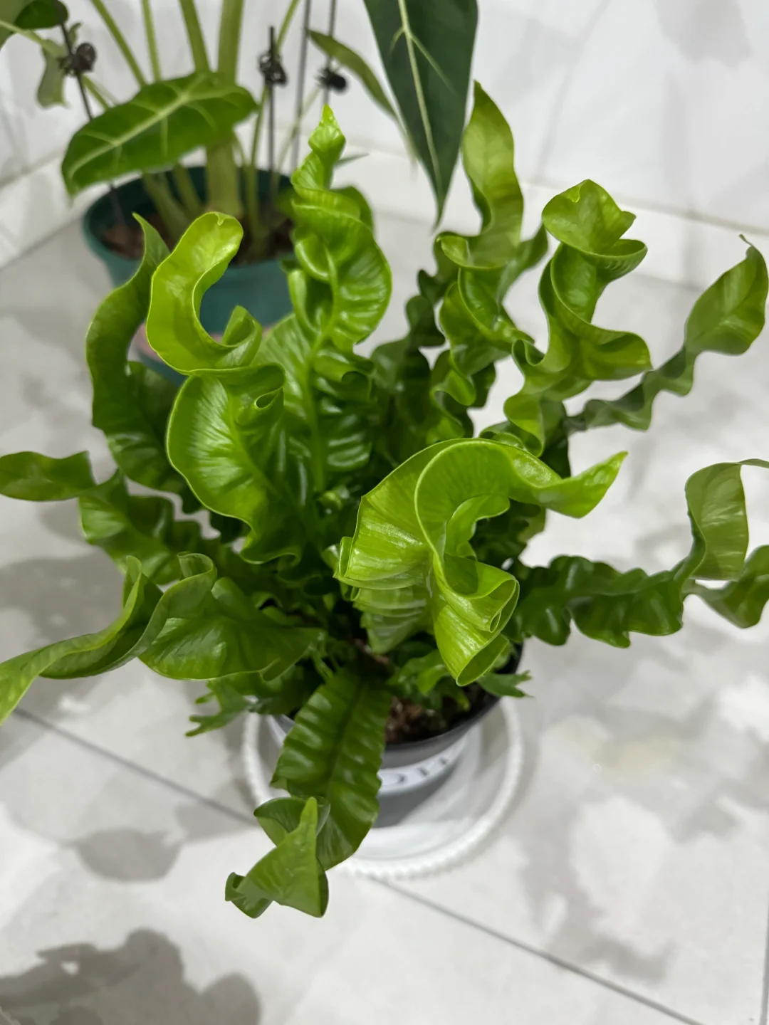 我可太喜欢我的绿植了