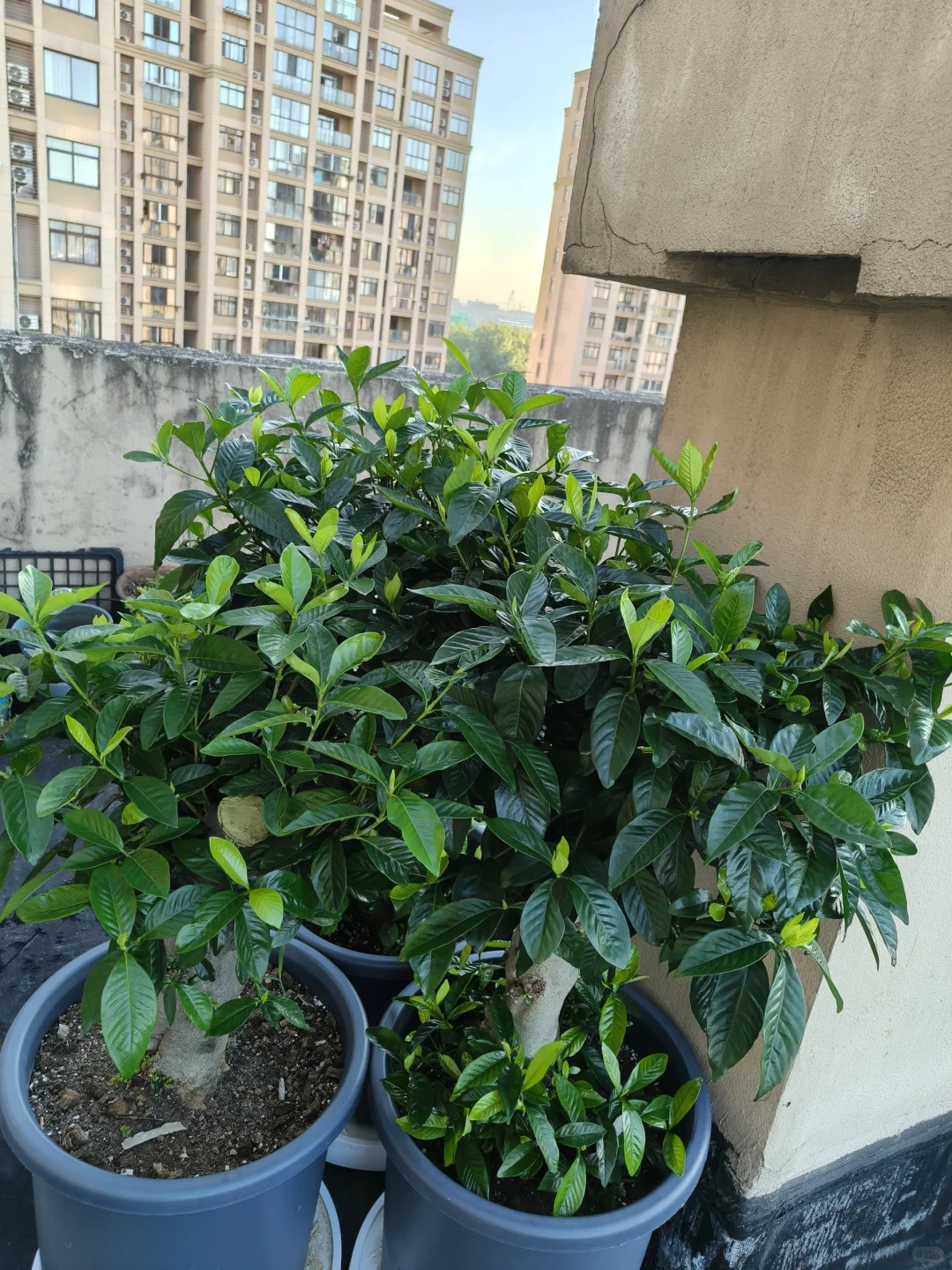 到底是谁，把栀子花养?这么绿