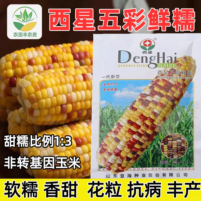 登海五彩糯玉米?抗病脆甜大田专用✨