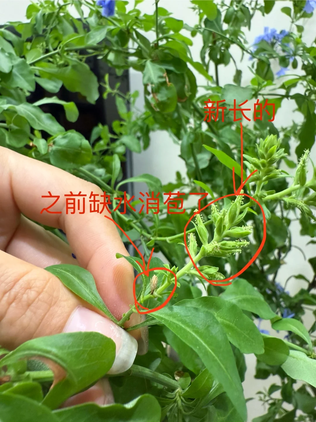 你离一盆爆盆的蓝雪花只有一步之遥