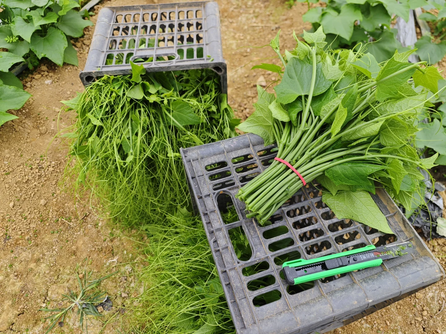 长时间兼职蔬菜大棚摘菜