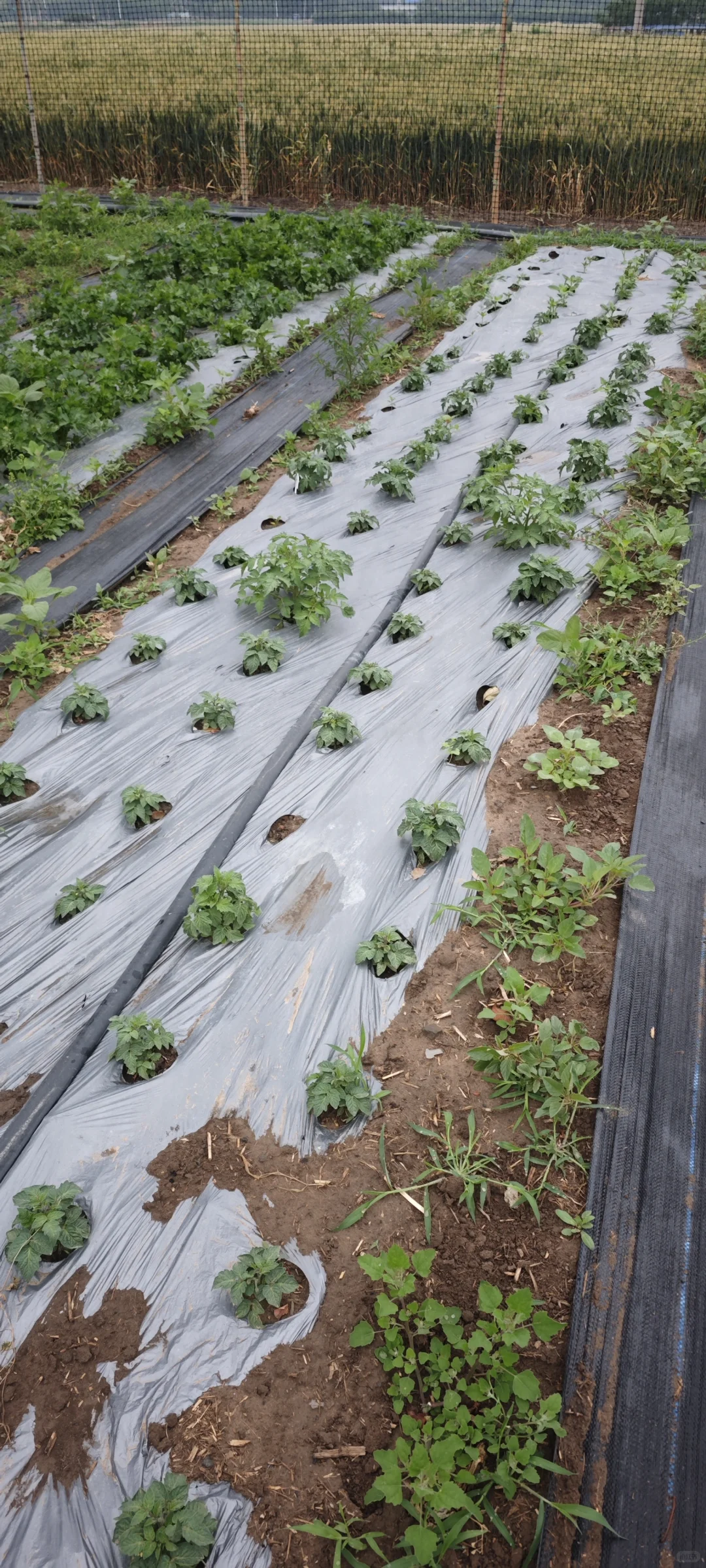 记录一下农场菜地的现状