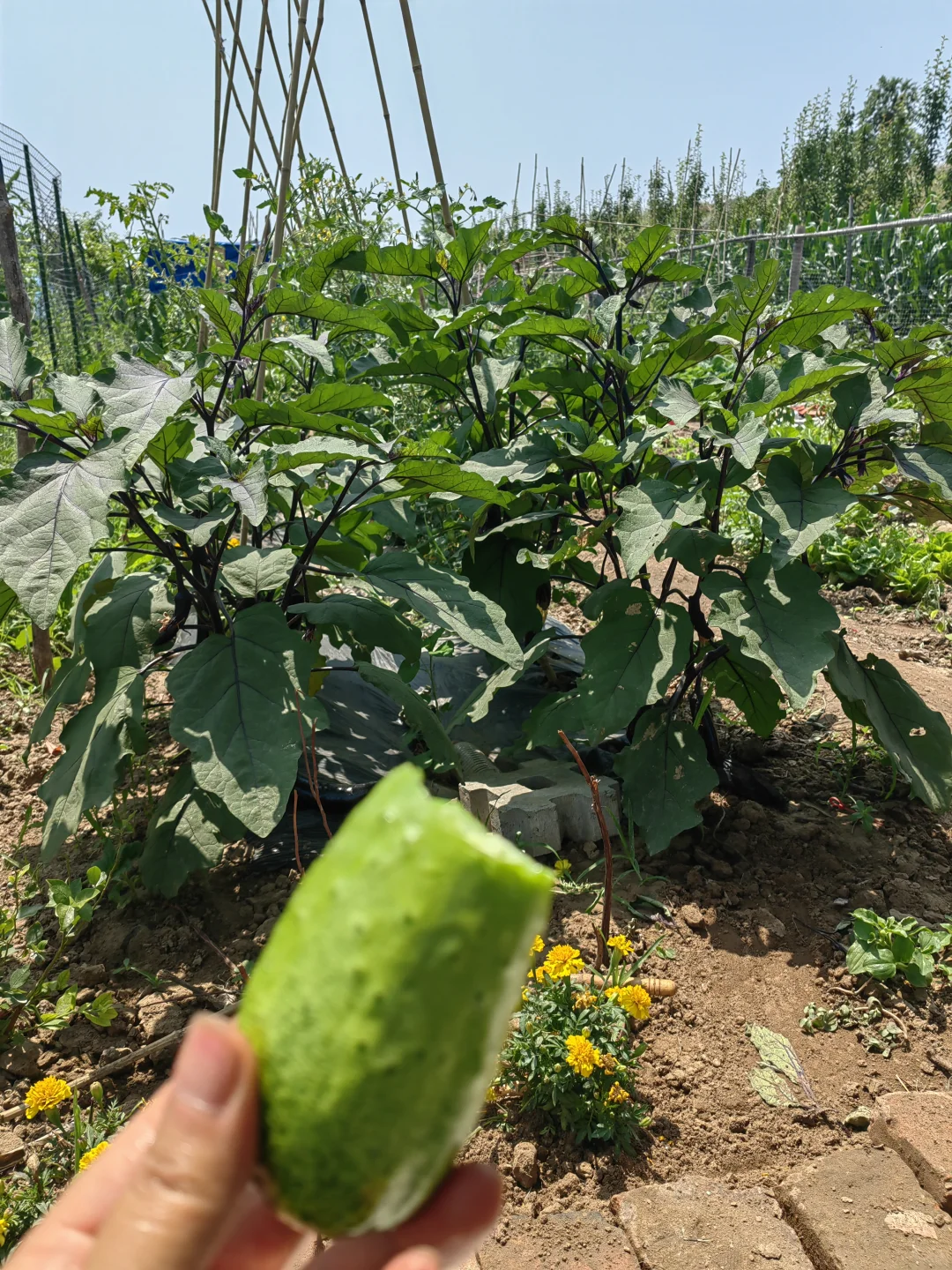 菜园终于迎来了大批量蔬菜的收获季