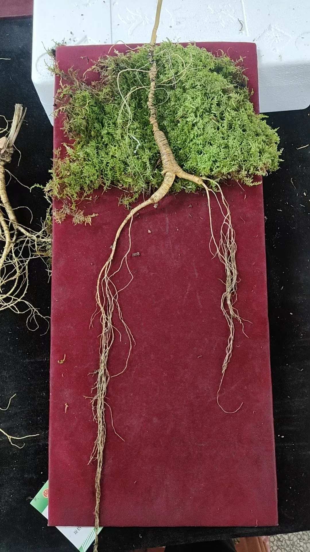 今日份野山参：林下参，超长卢头，很难得