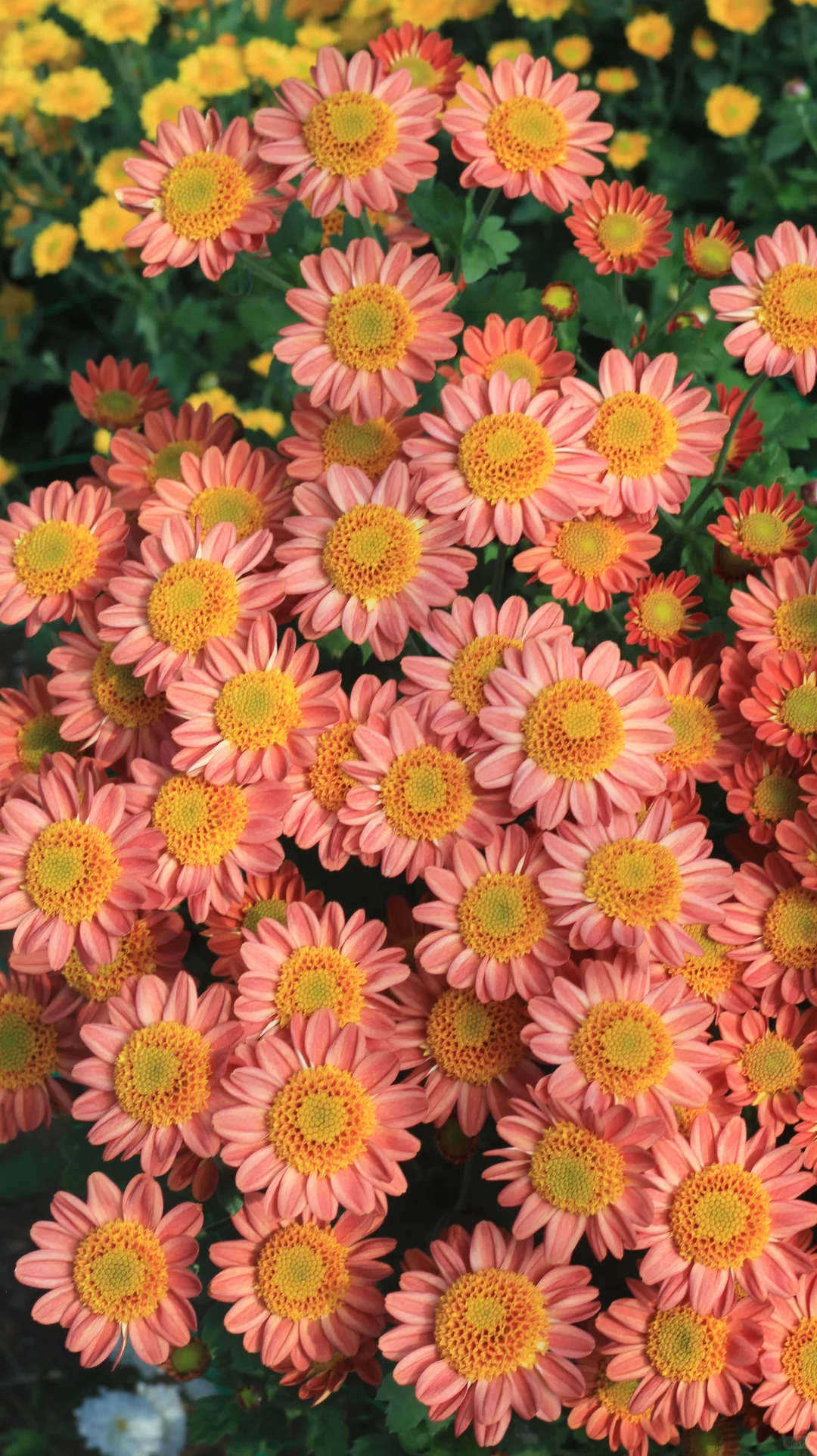 没时间，先发一个品种吧