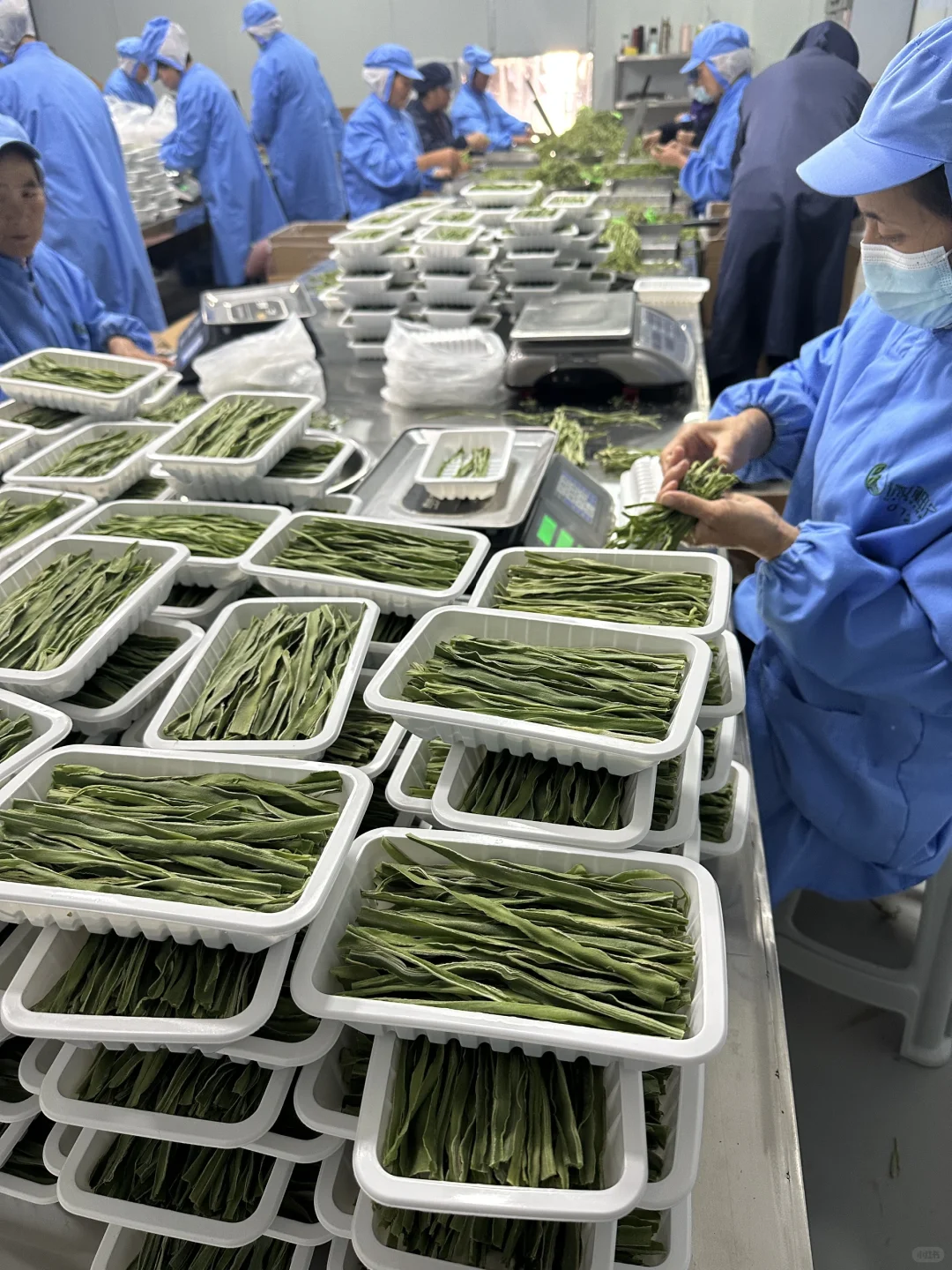 标准化生产铸就品质—探访微神农贡菜干车间