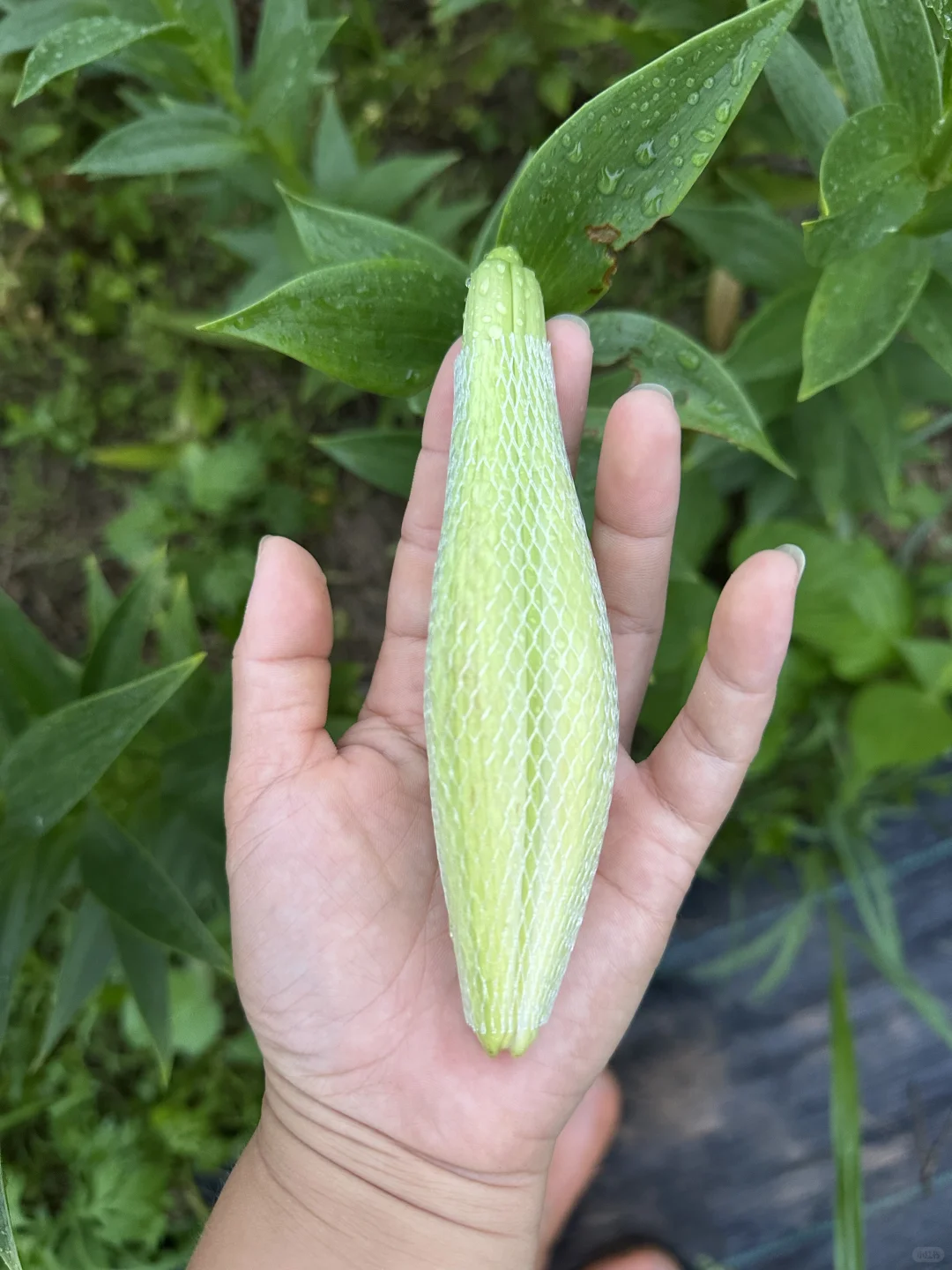 你们慢点开，我卖不过来啊