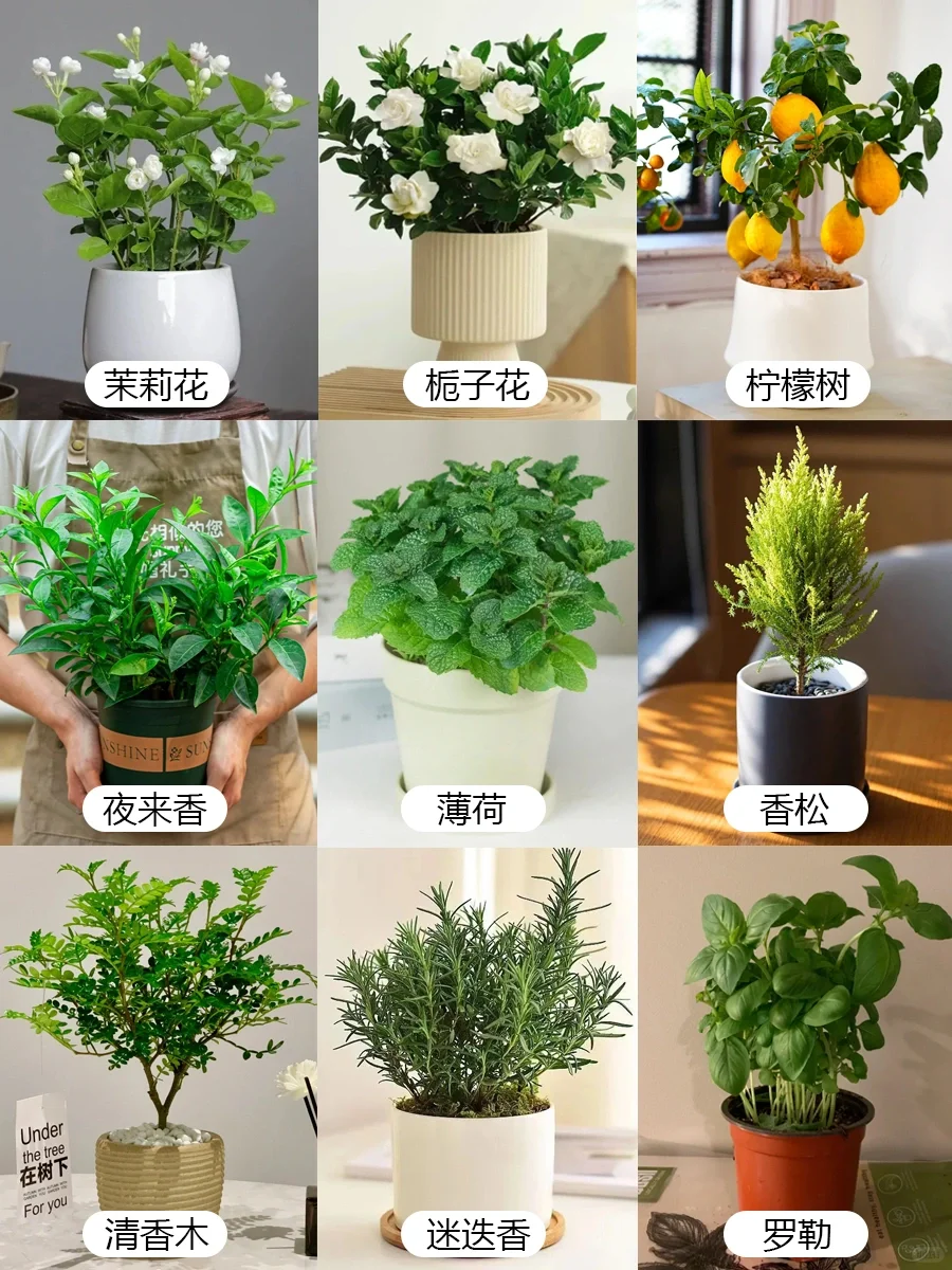 九款自带香气的盆栽✨